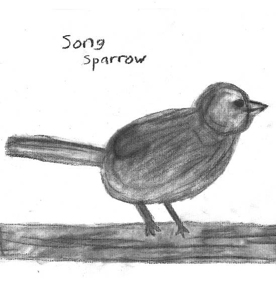 Song Sparrow.jpg