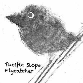 Pacific Slope Flycatcher.jpg