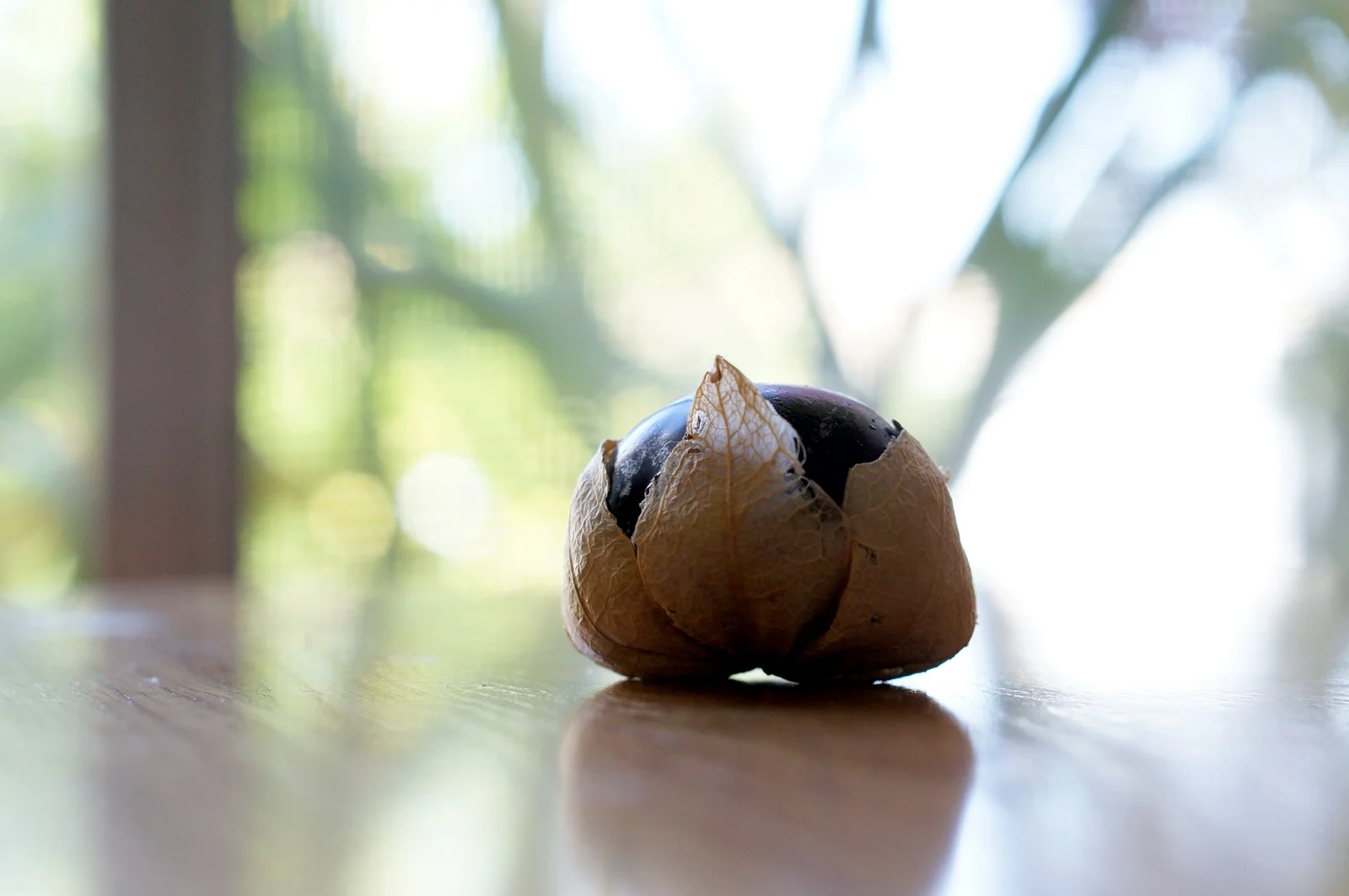 2014 - tomatillo marado.jpg