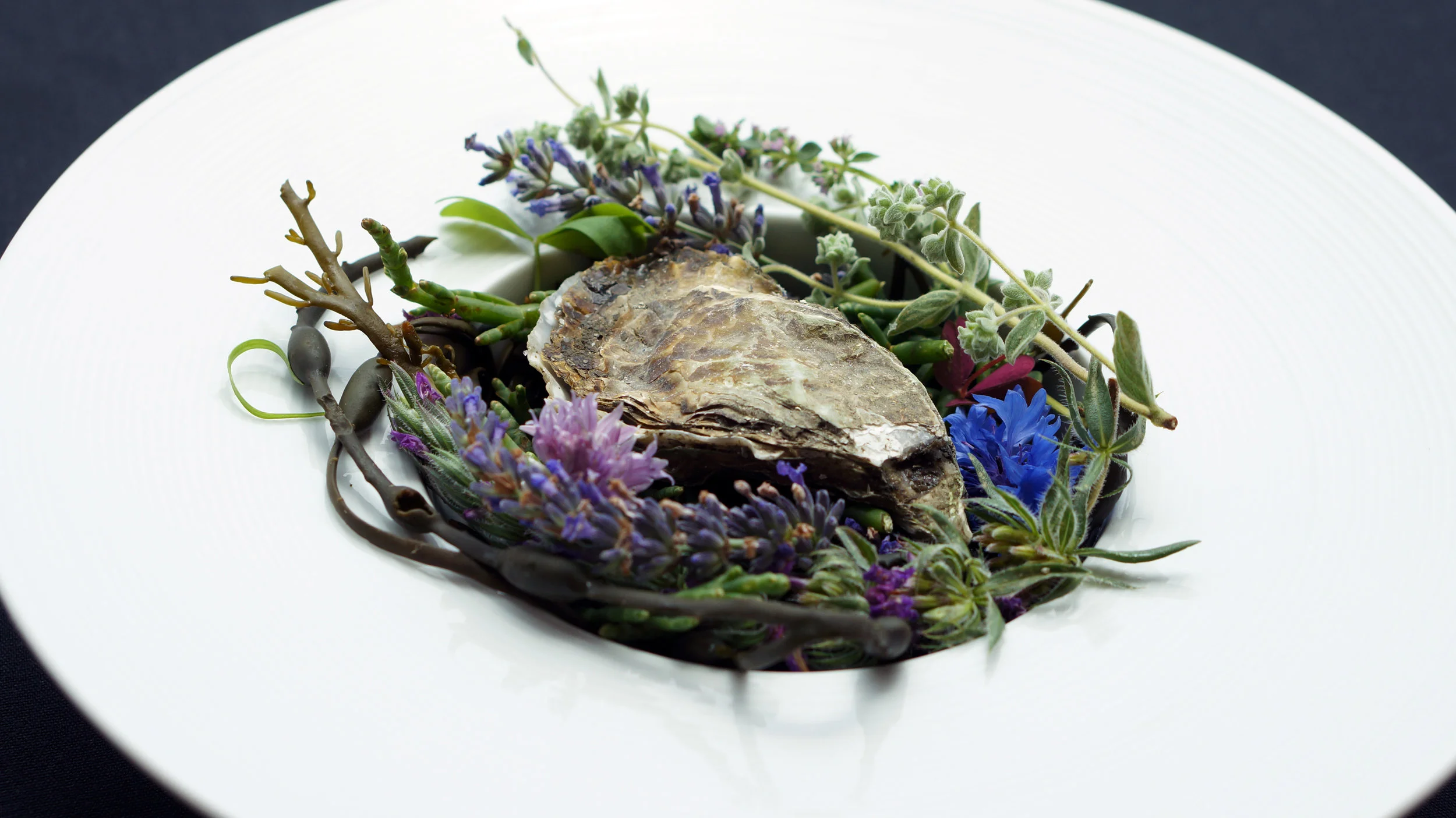 2014 - aromatic oyster.jpg