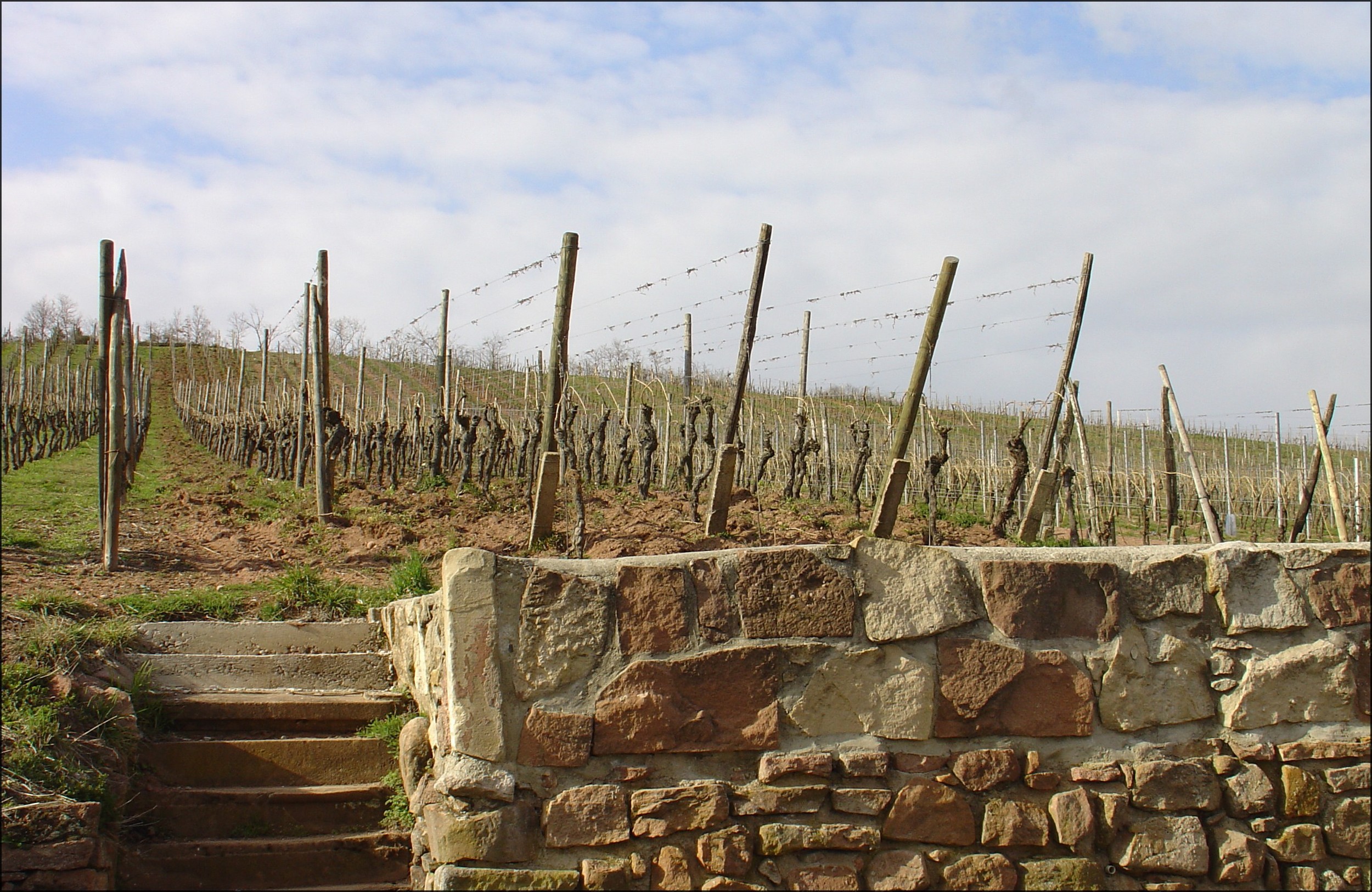 muenchberg-vieille-vigne-de-riesling.jpg