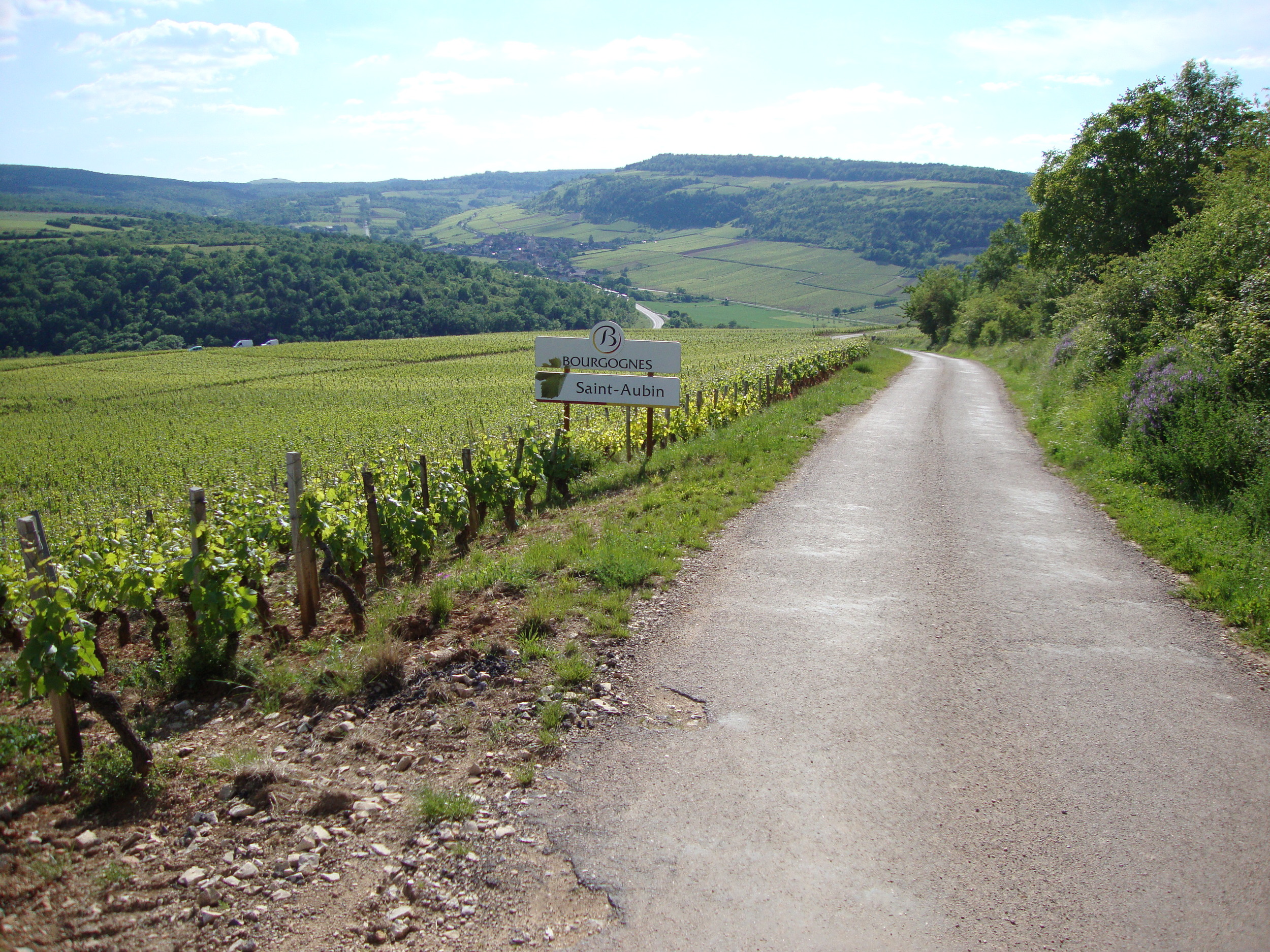 Saint-Aubin_(Côte-d'Or,_Fr)_vignoble.jpg