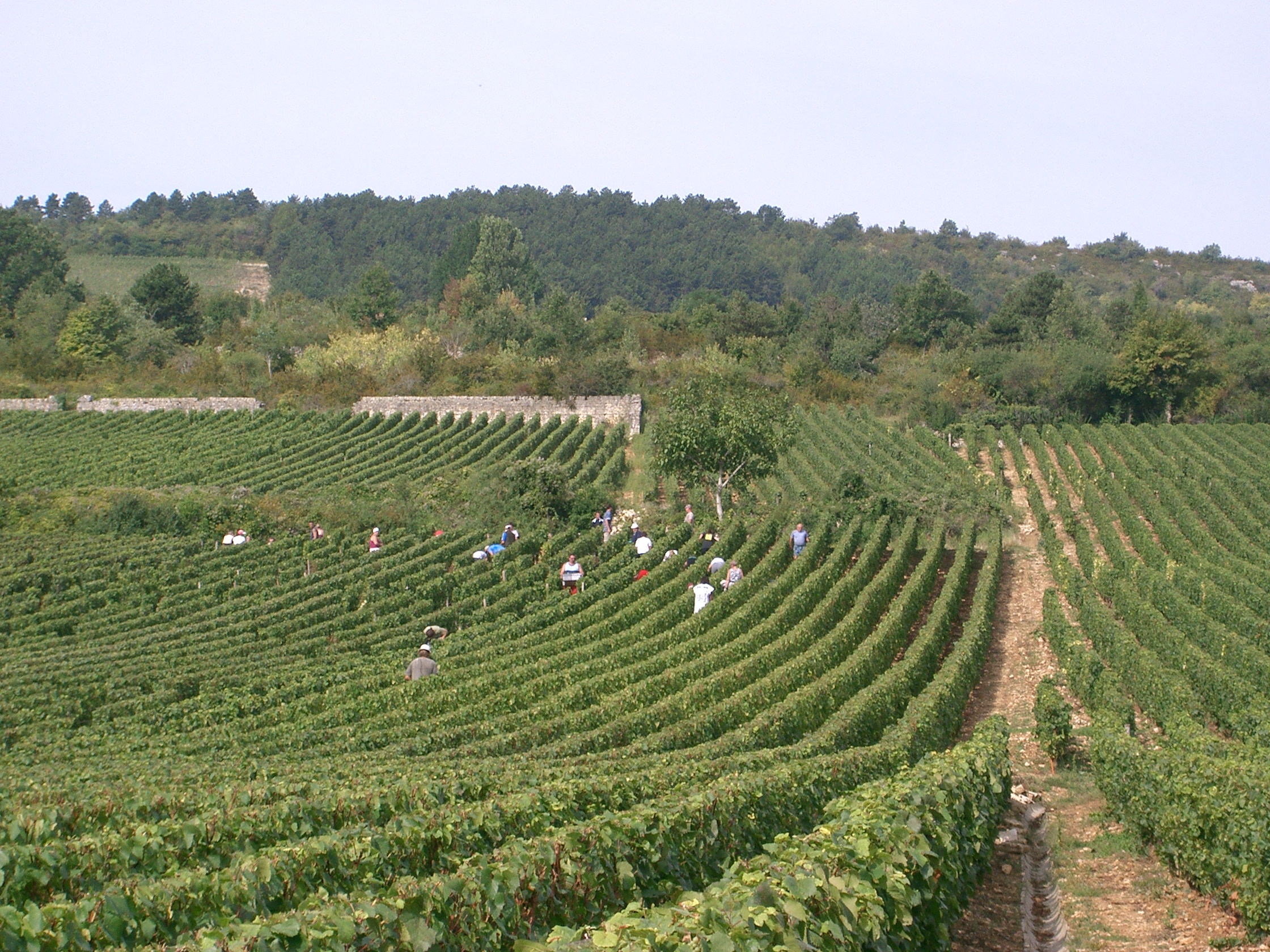 Vendanges_à_Meursault_(Bourgogne).jpg