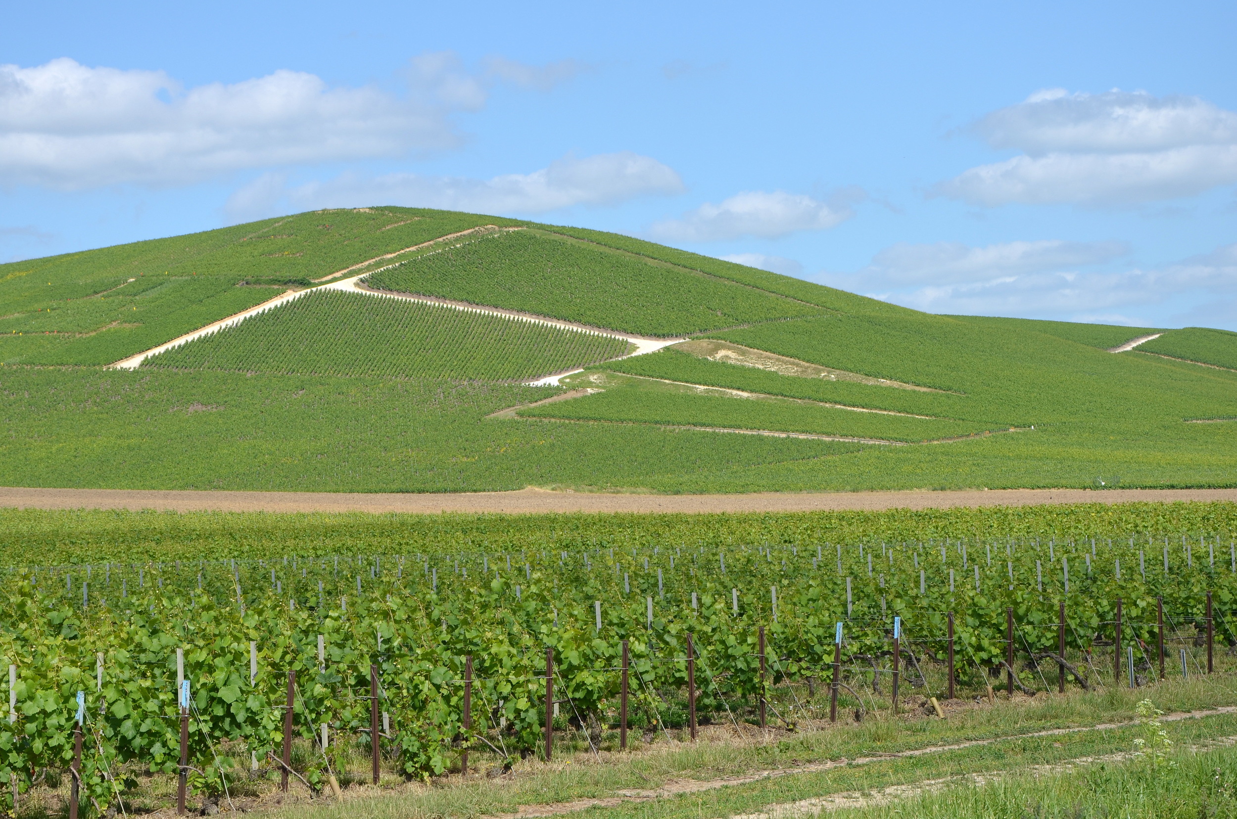 Vignobles_de_Champagne_pres_d_Ay_DSC_0204.jpg