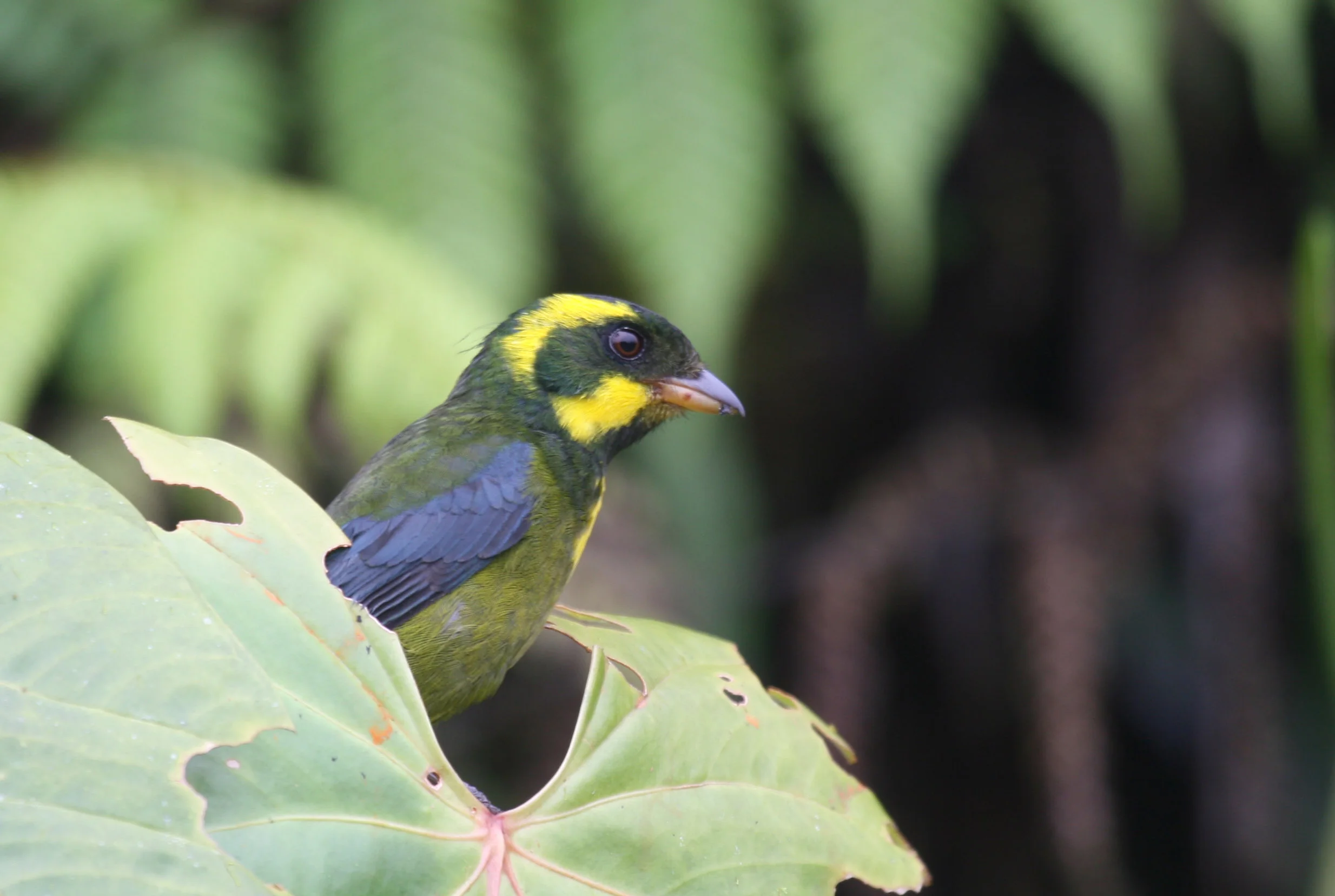A stunning female Gold-ringed Tanager near her nest