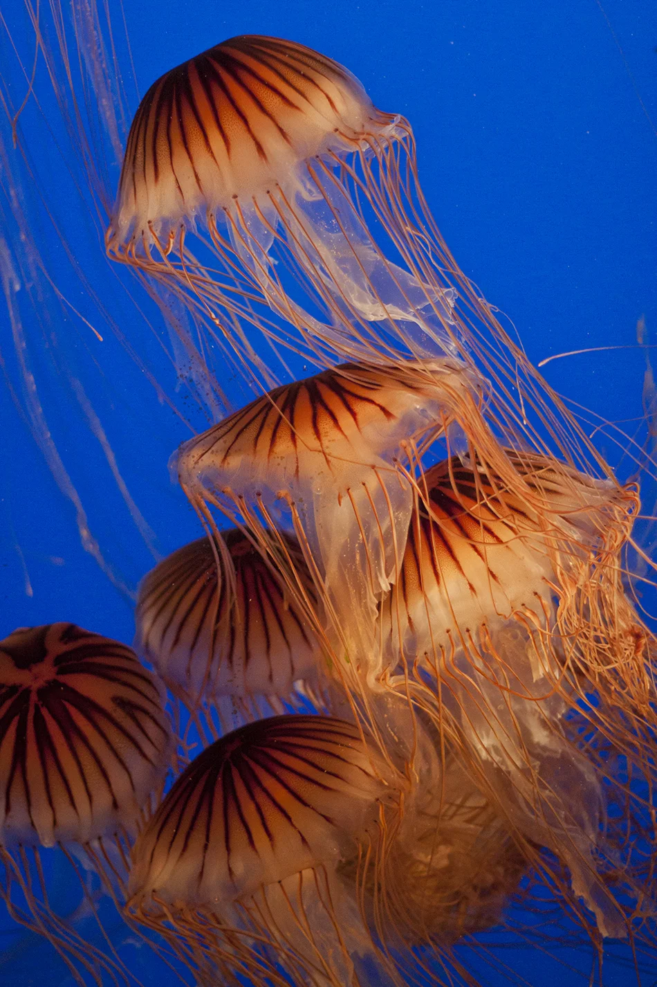 Jellyfish at the Vancouver Aquarium.