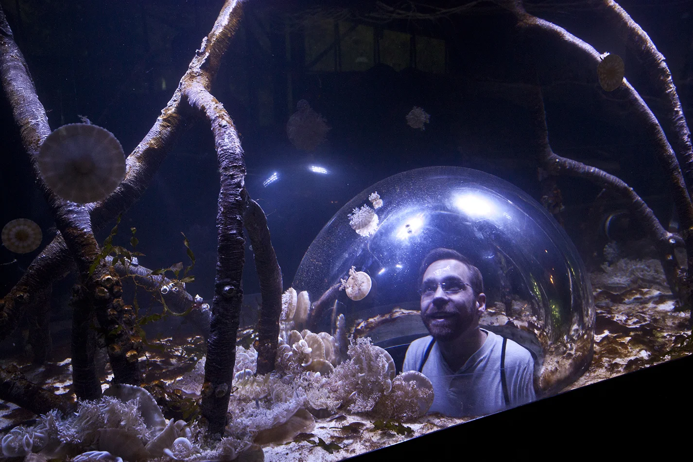 The Aquarium had a few of these bubbles inside fish tanks for kids (and Jeff) to look through.