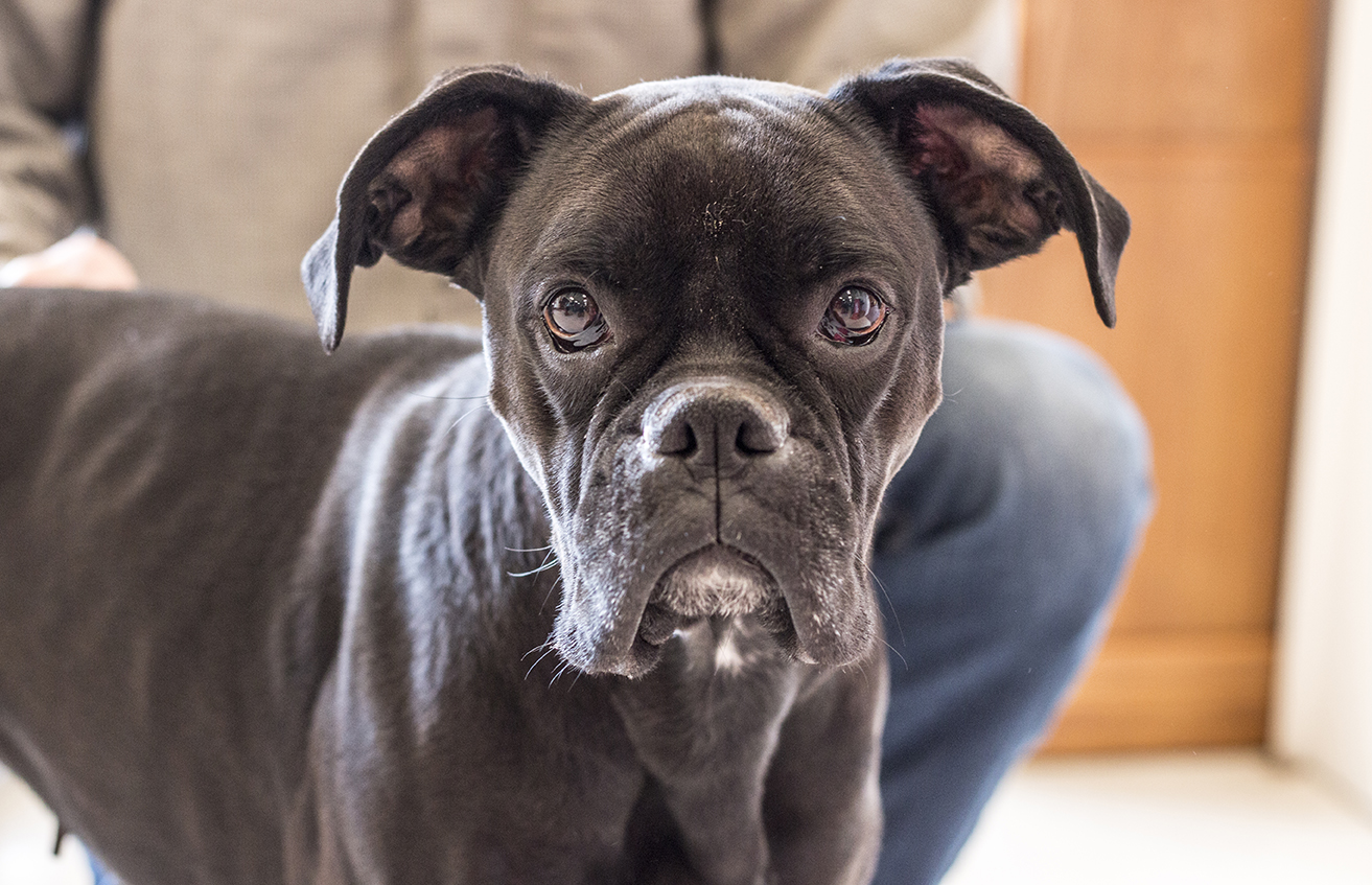 A beautiful shop dog.