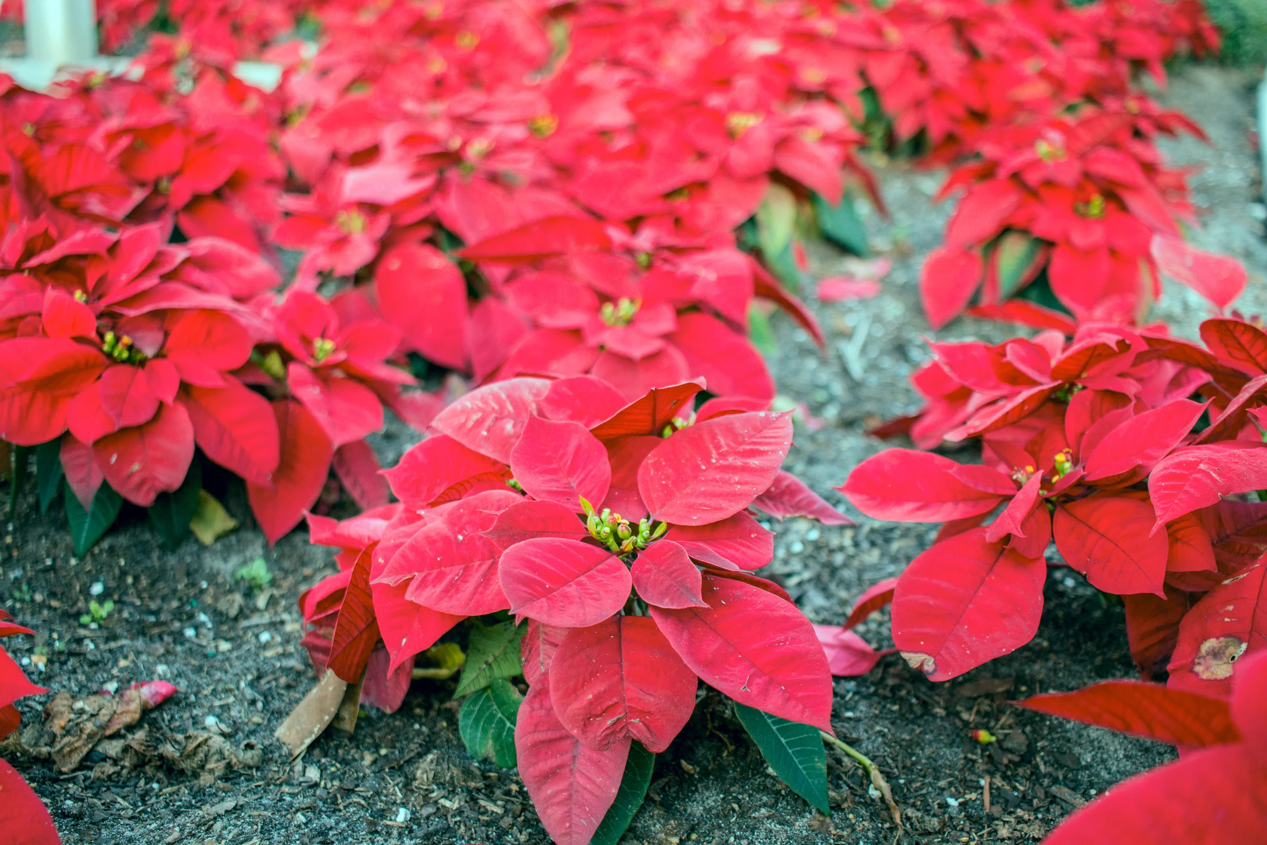 Imagine a world where poinsettias are planted in the ground...that world is Florida.