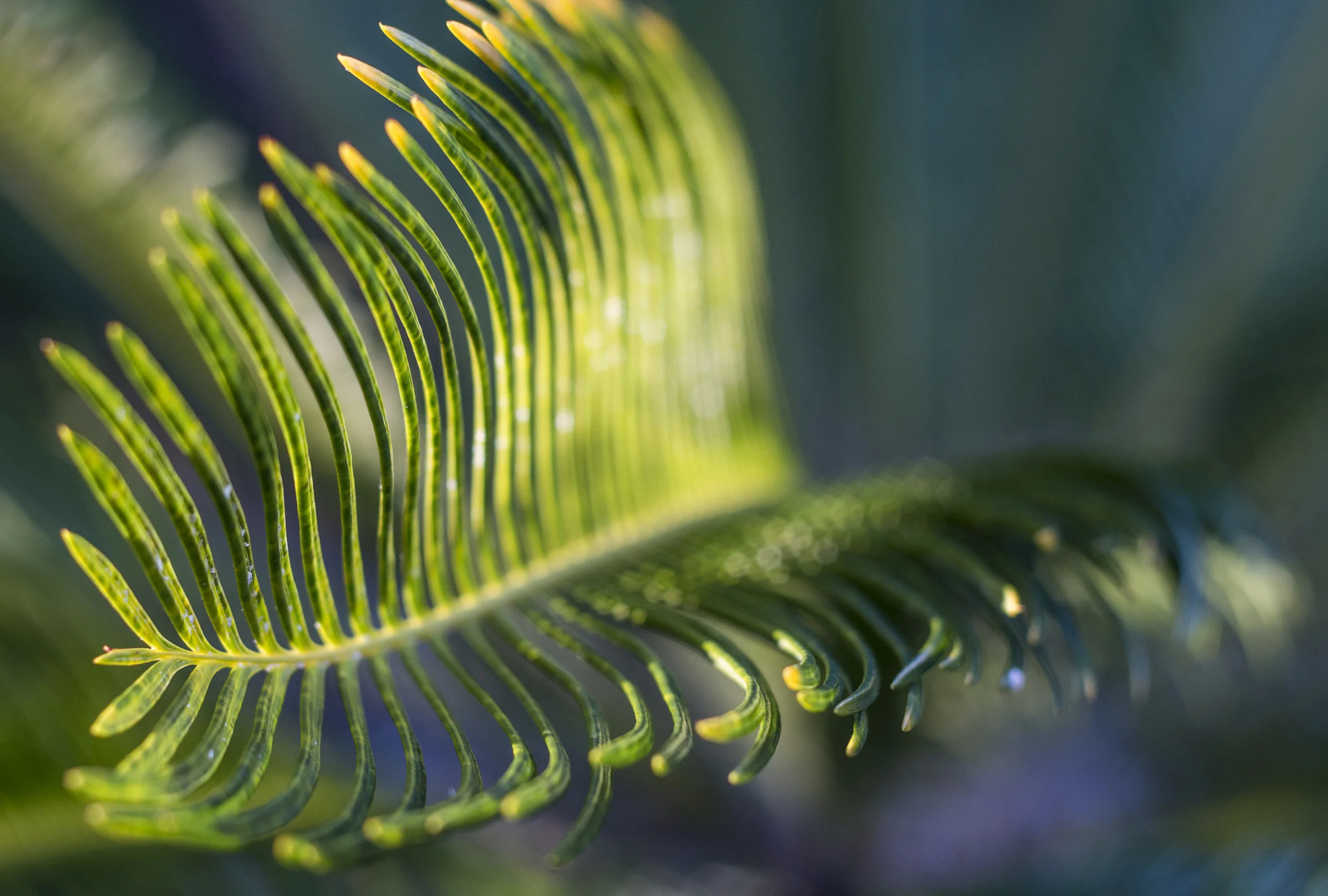 Ferns!