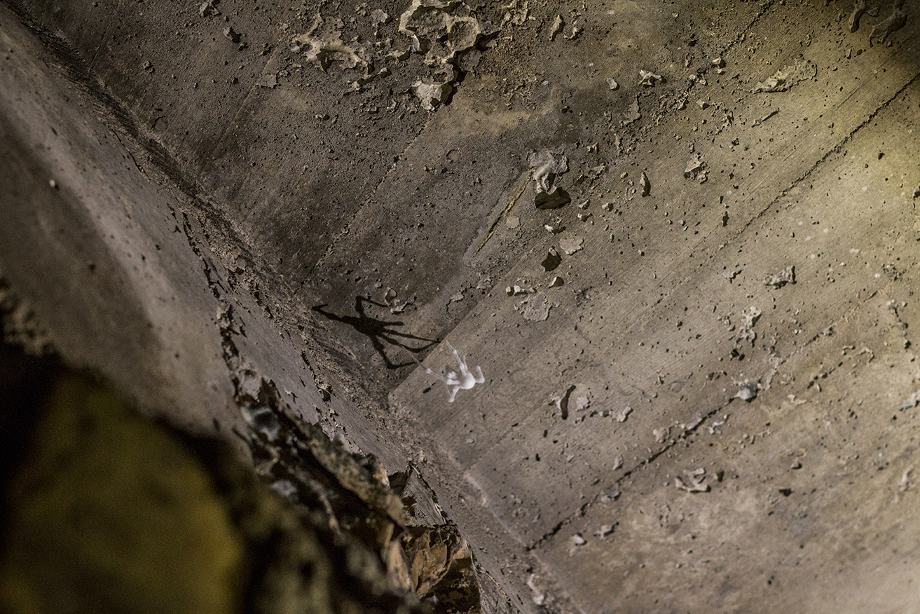 "White" spiders periodically appear in the tunnels. The spiders turn white because of the high humidity and mold.