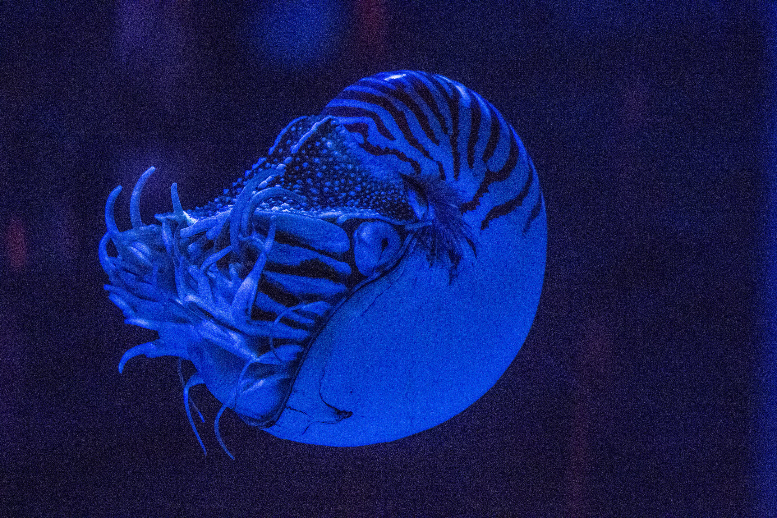 Nautilus