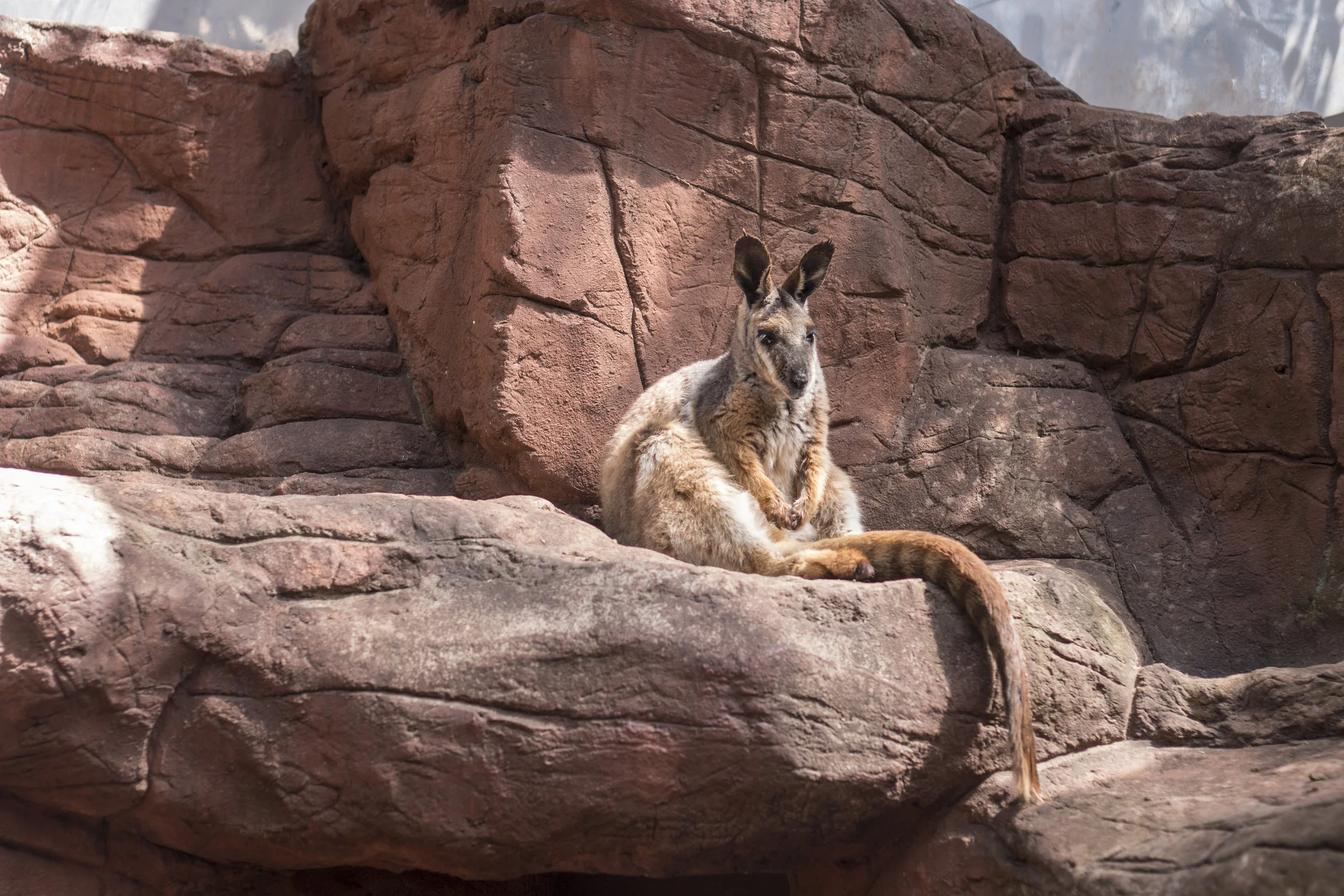 Wallaby 
