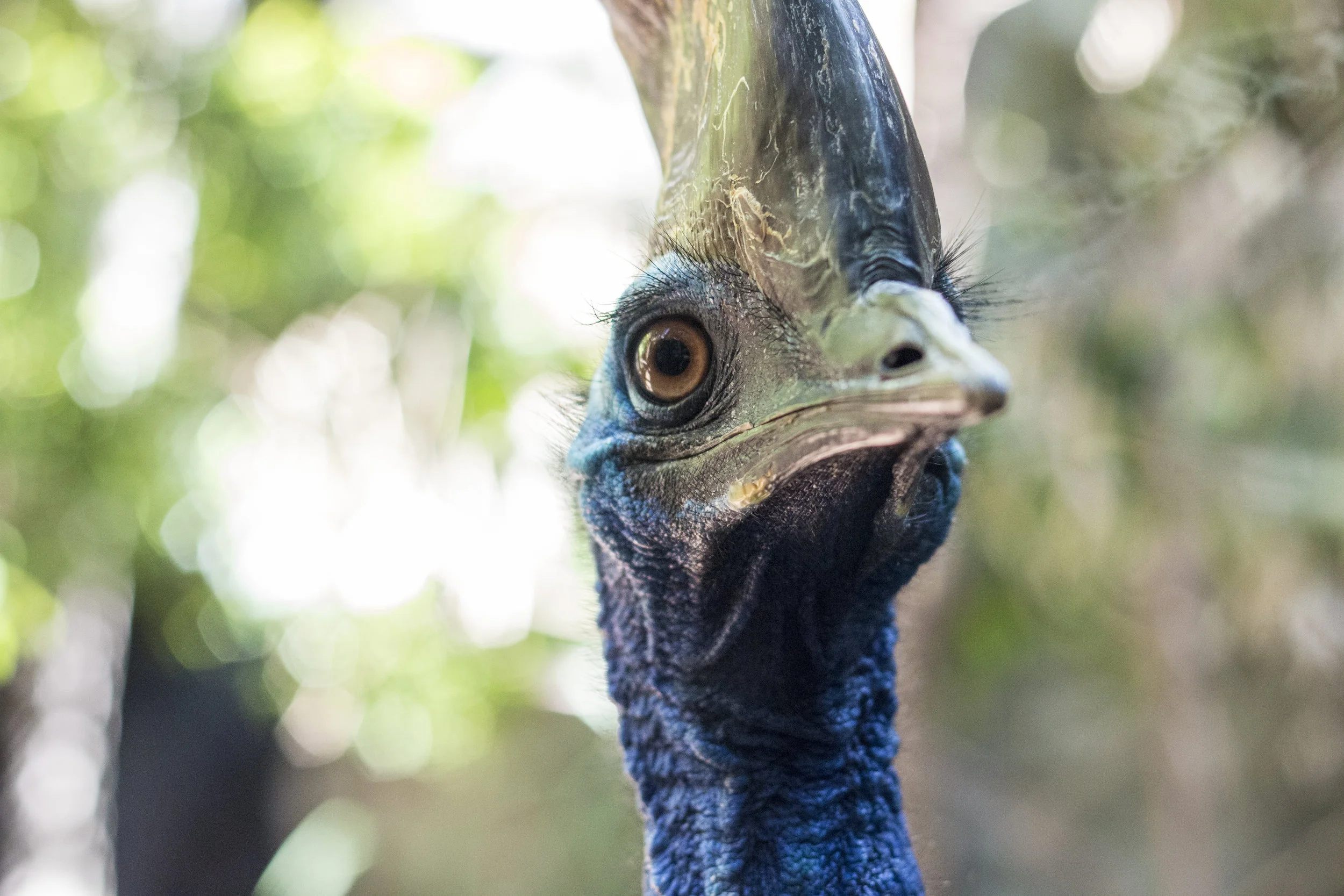Cassowary