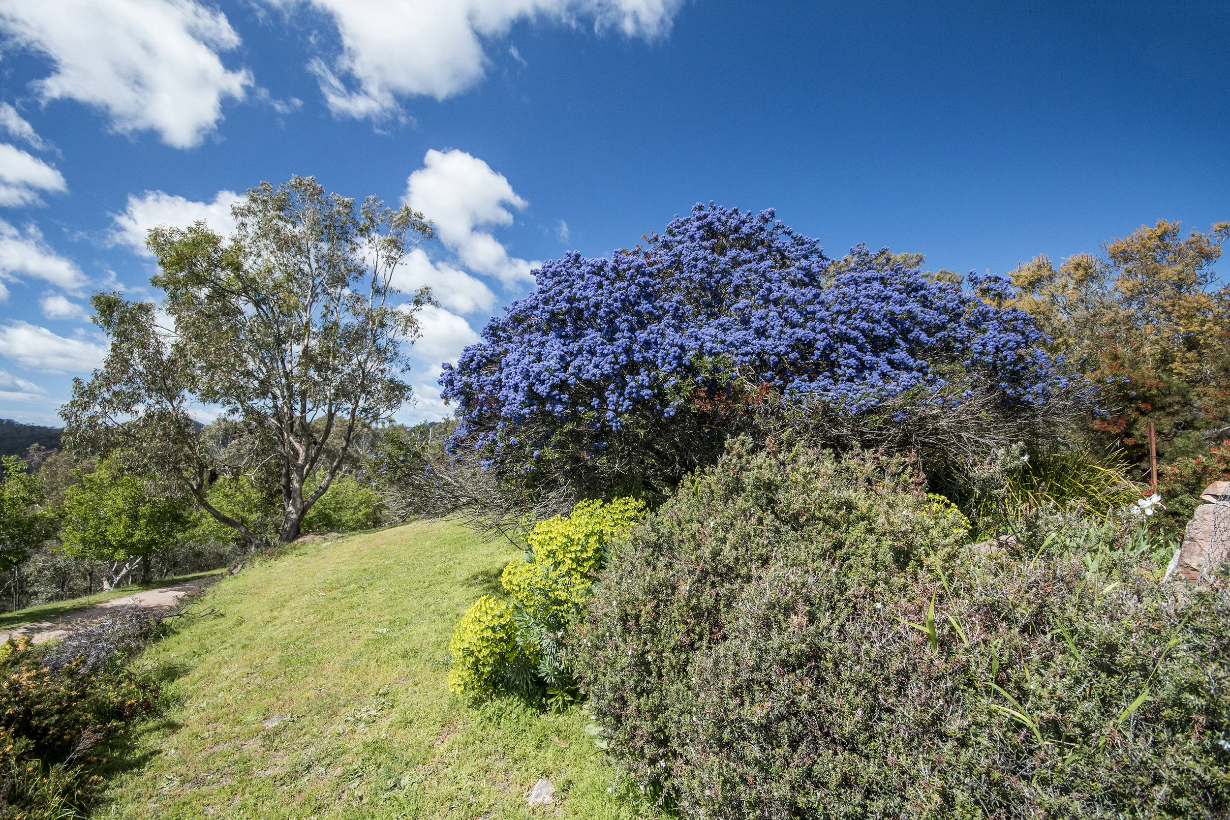 Mike and Carl had a wide variety of neat plants on their property, including this blue-flowering bush.