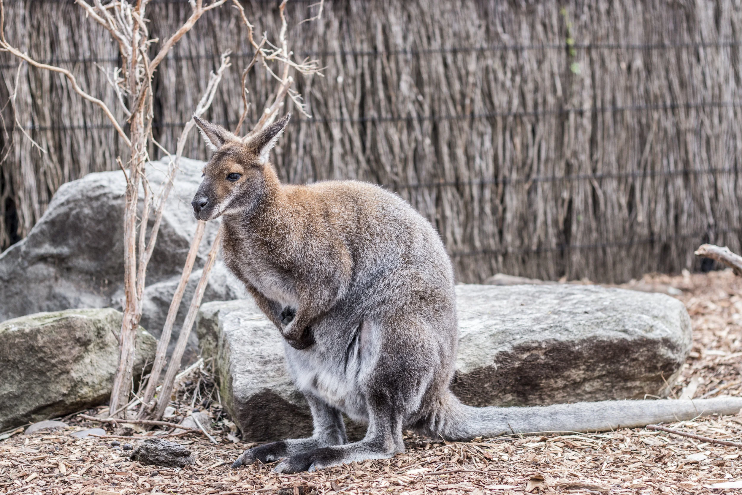 It was around 60 degrees and windy, and this wallaby was as cold as we were.