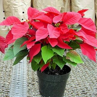 6.5" Poinsettias