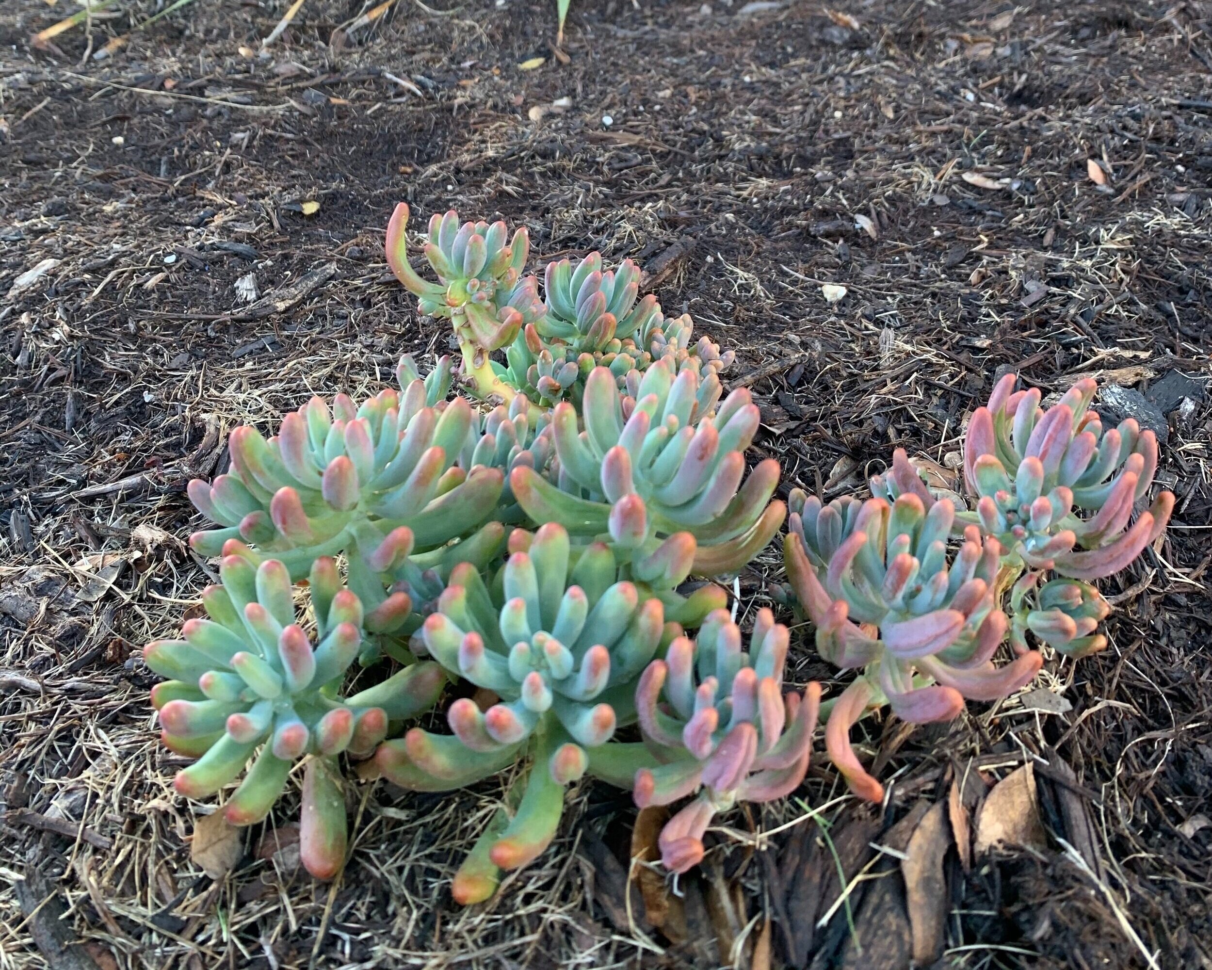 Jellybean Sedum