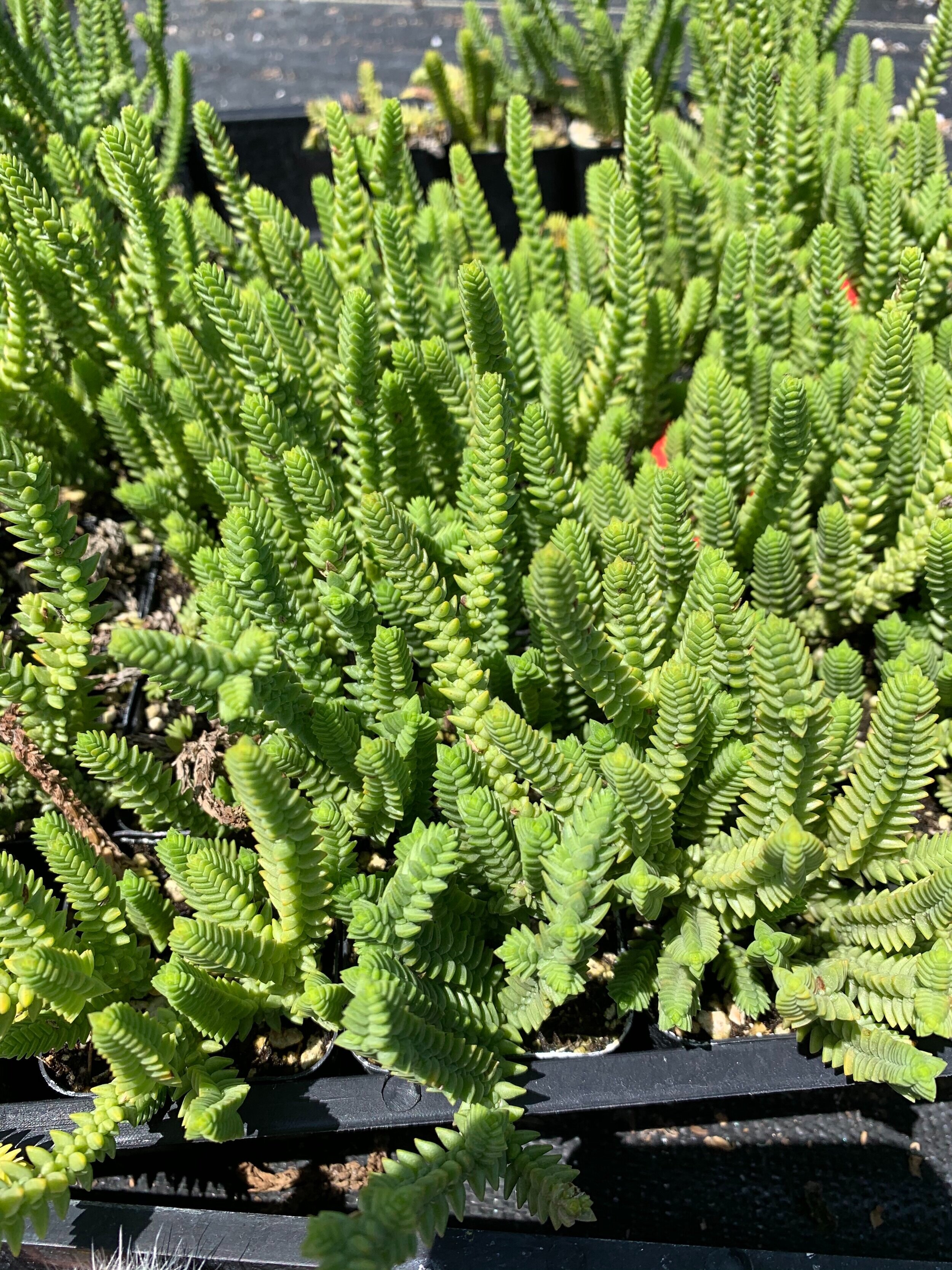 Donkey Tail Sedum
