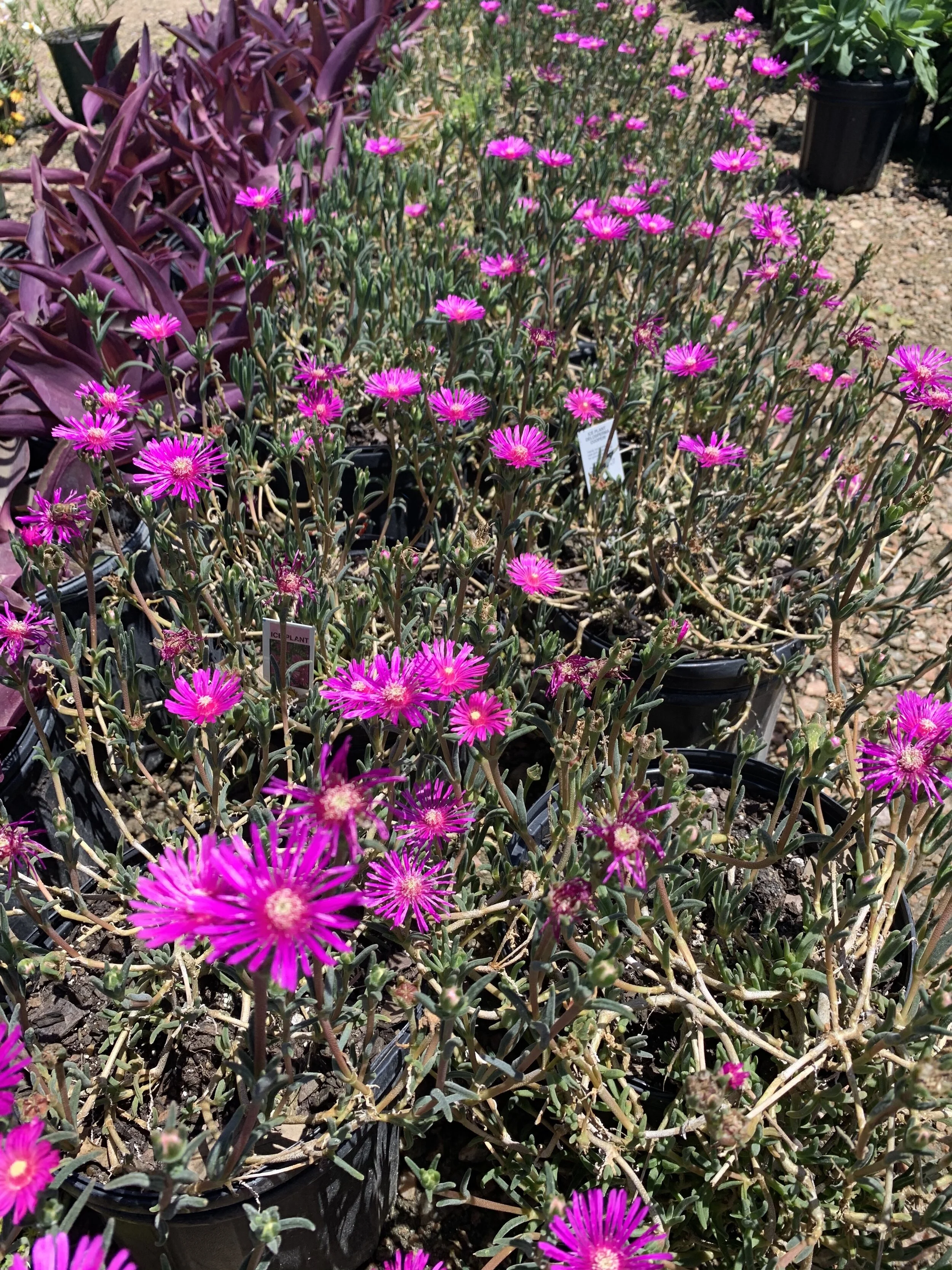 Iceplant Stonecrop