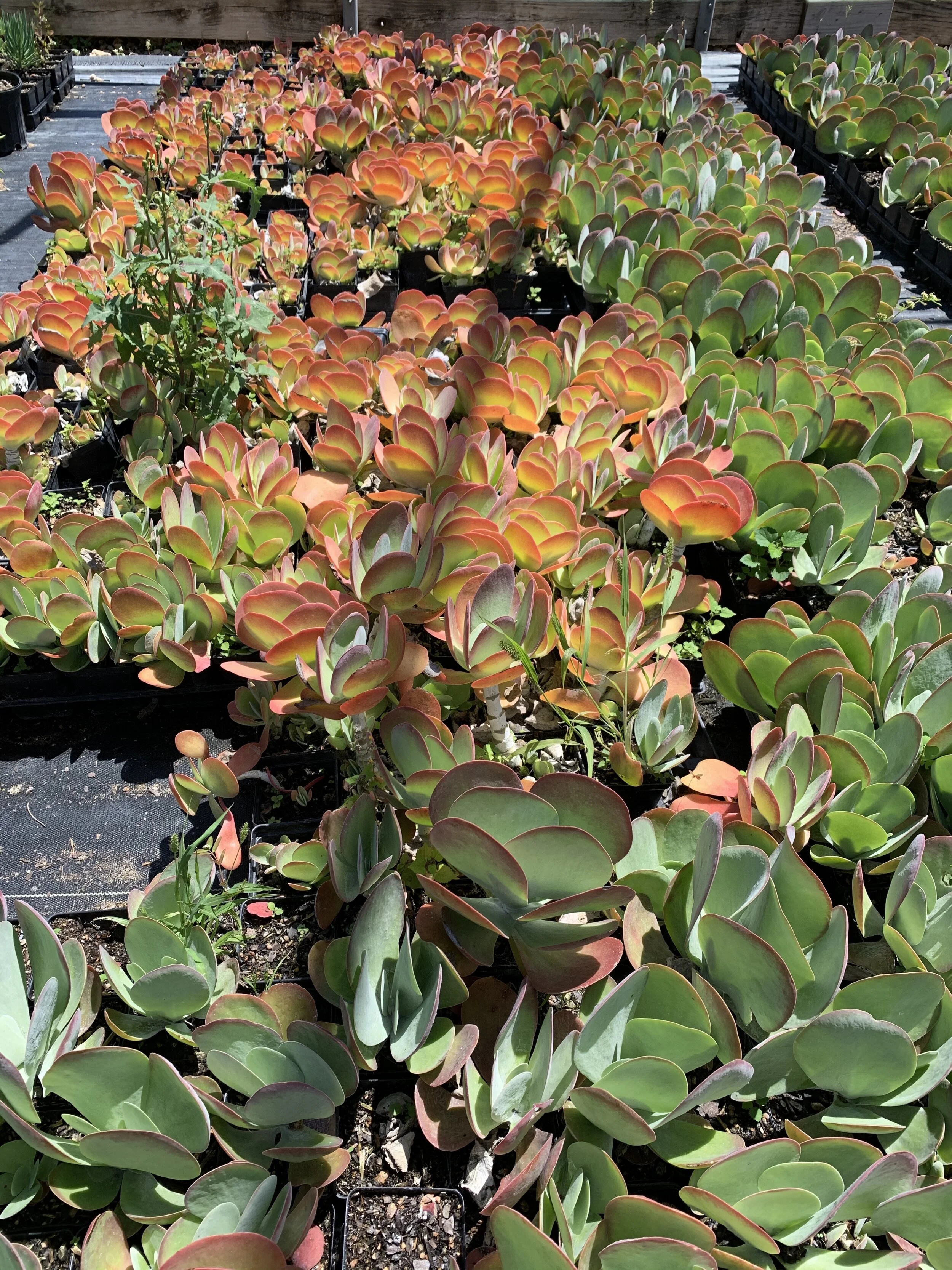 Paddle Leaf Kalanchoe