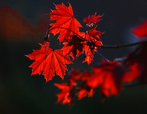 red leaves.jpg