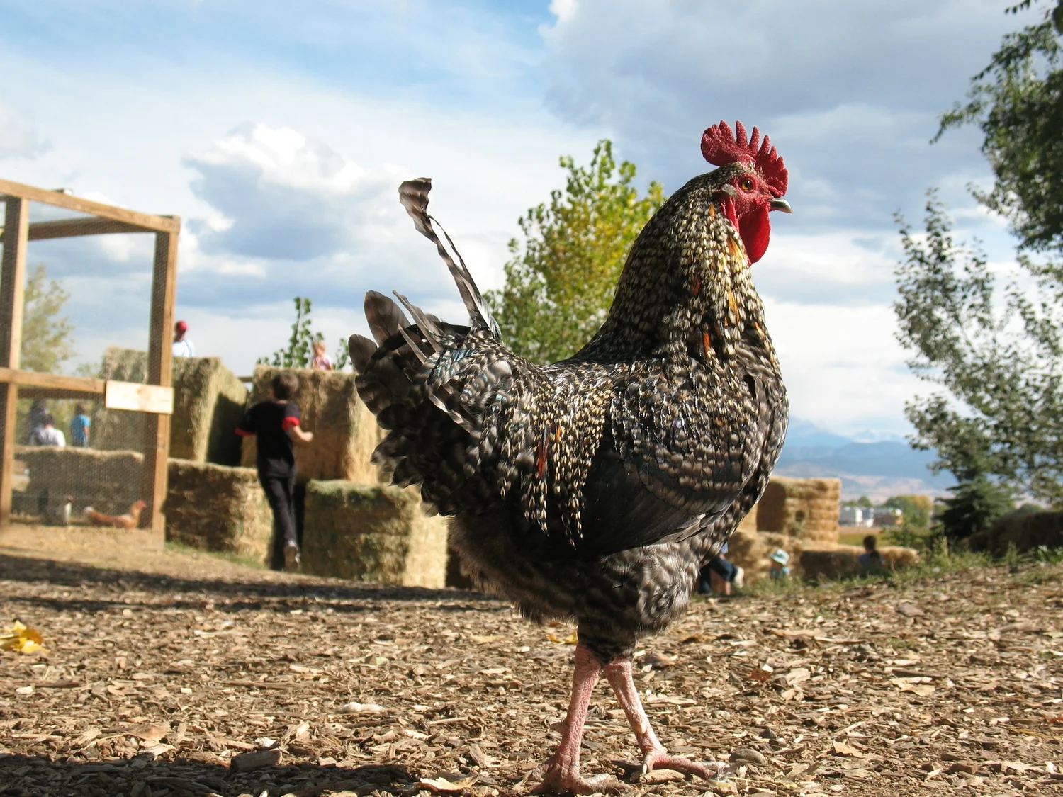 How to host a farm dinner. Chickens and Chamber Music?