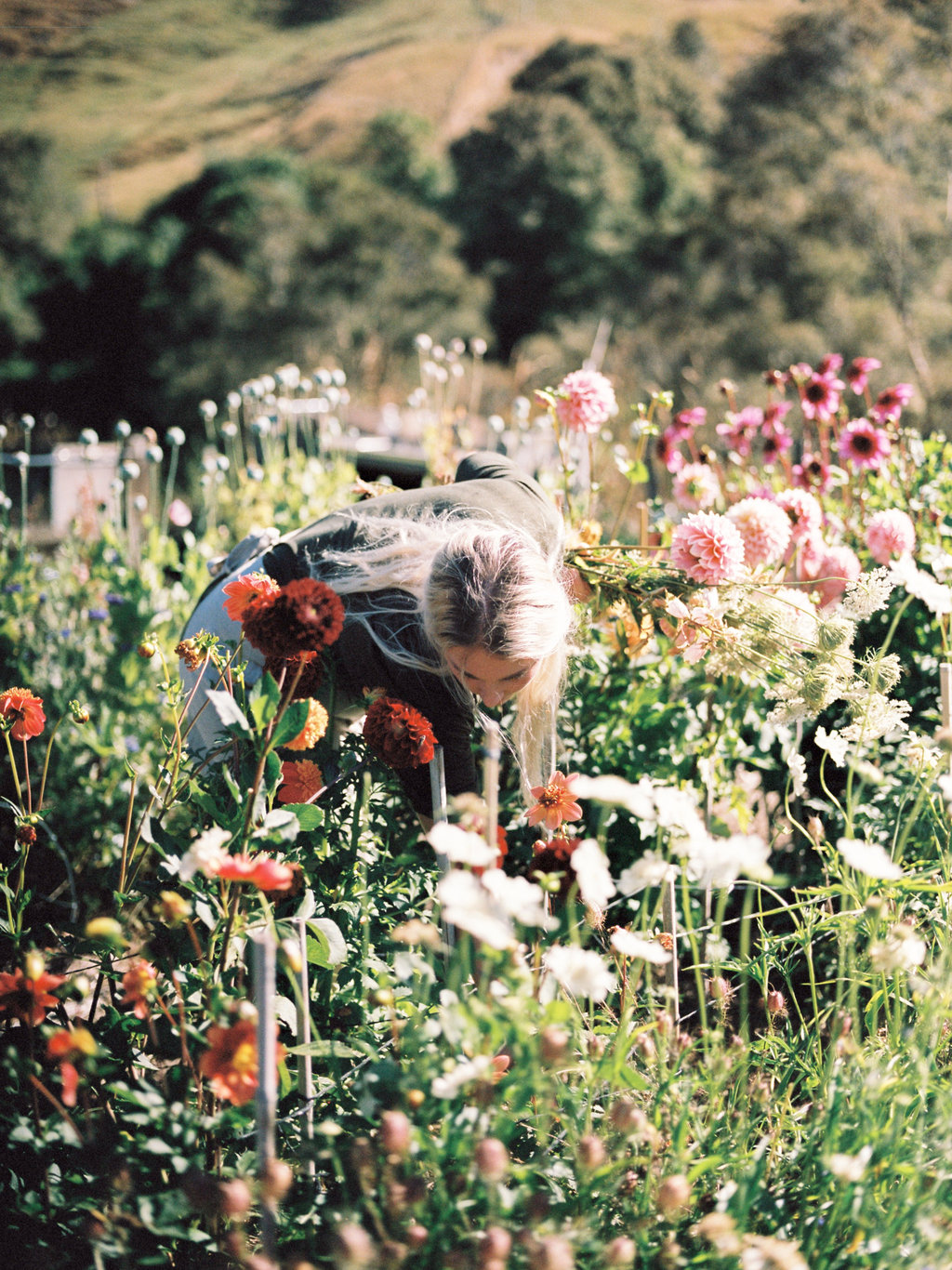 In A Field Of Roses She Is A Wildflower - V1