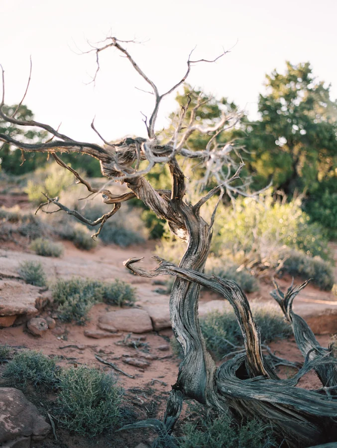 Amanda and Anthony's Desert Wedding
