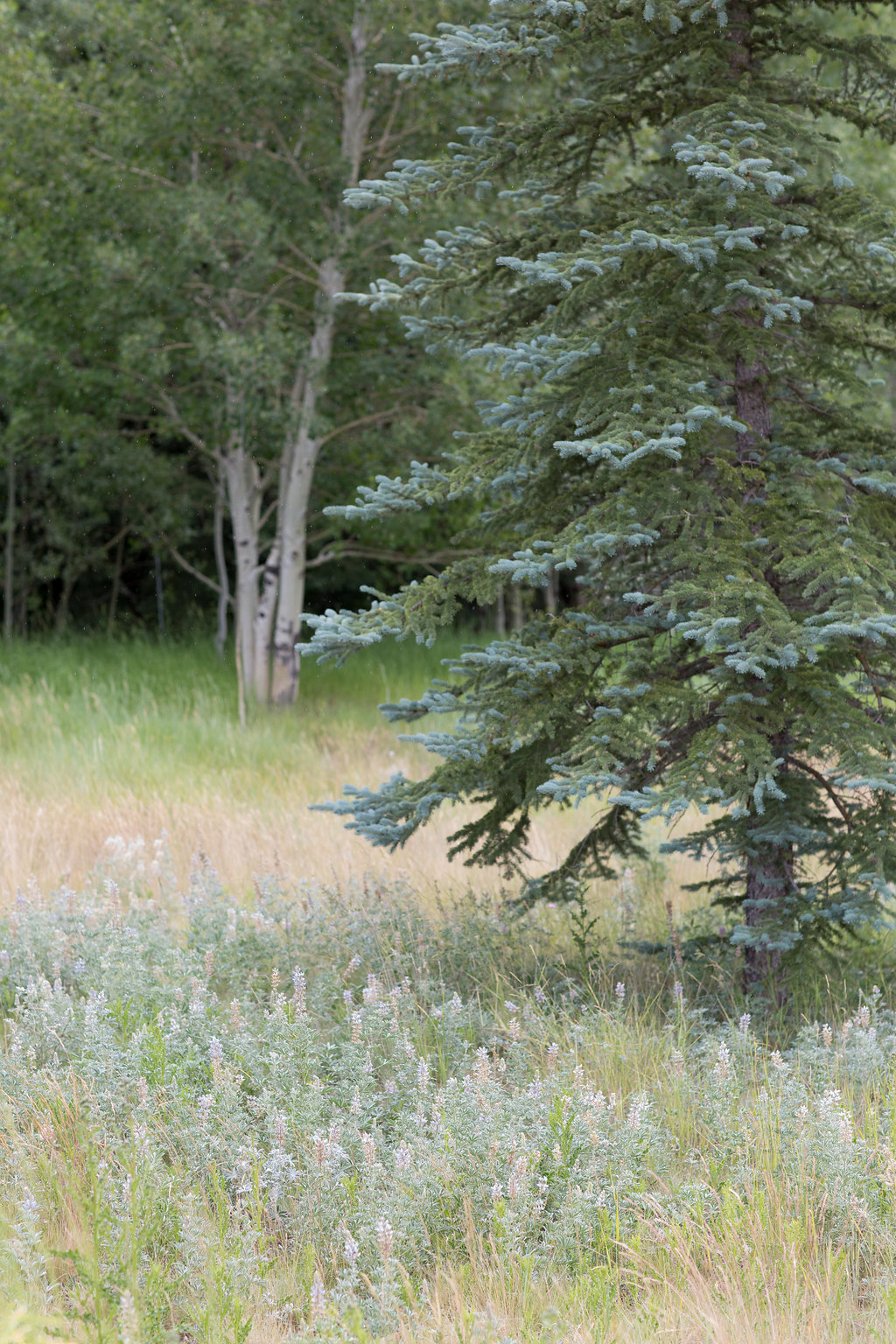 Intimate Deer Valley Summer Wedding