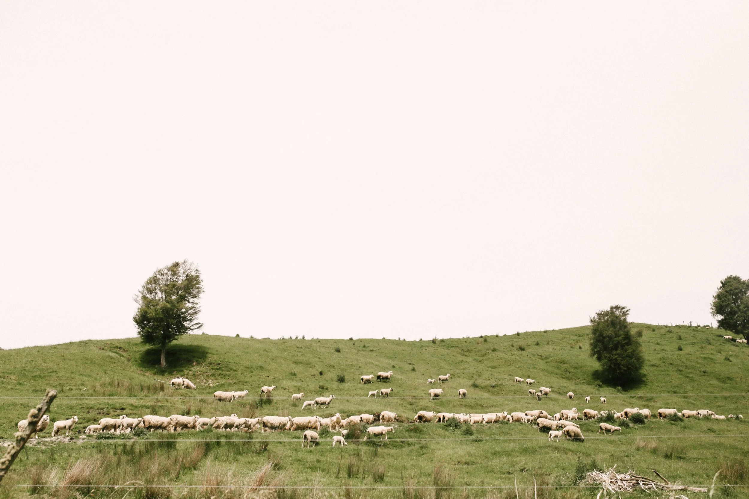 2016 Collected Workshop | New Zealand