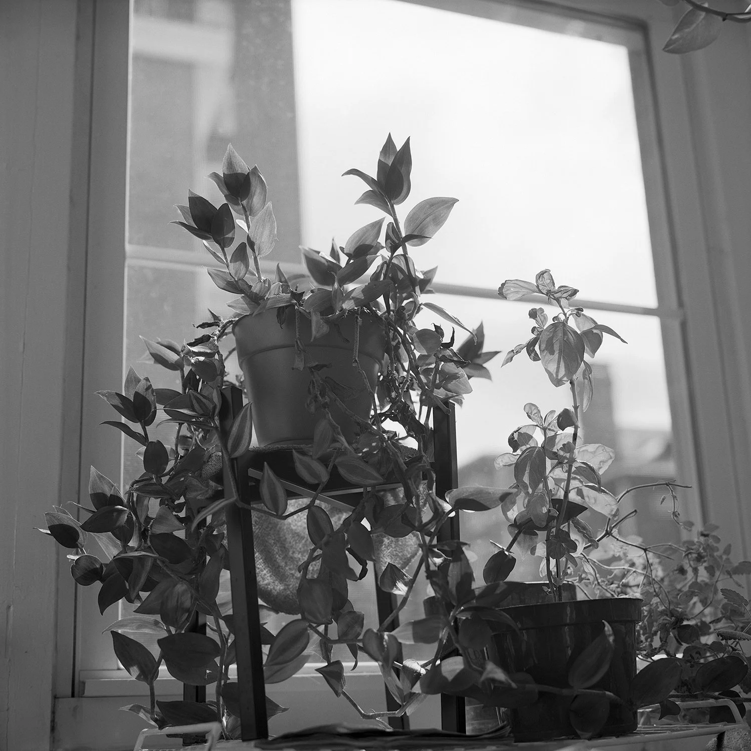 rollei_0920_003_008EditC.jpg