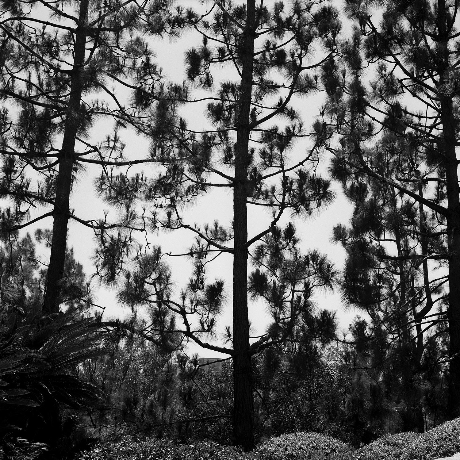 rollei_0526_003_006EditC.jpg