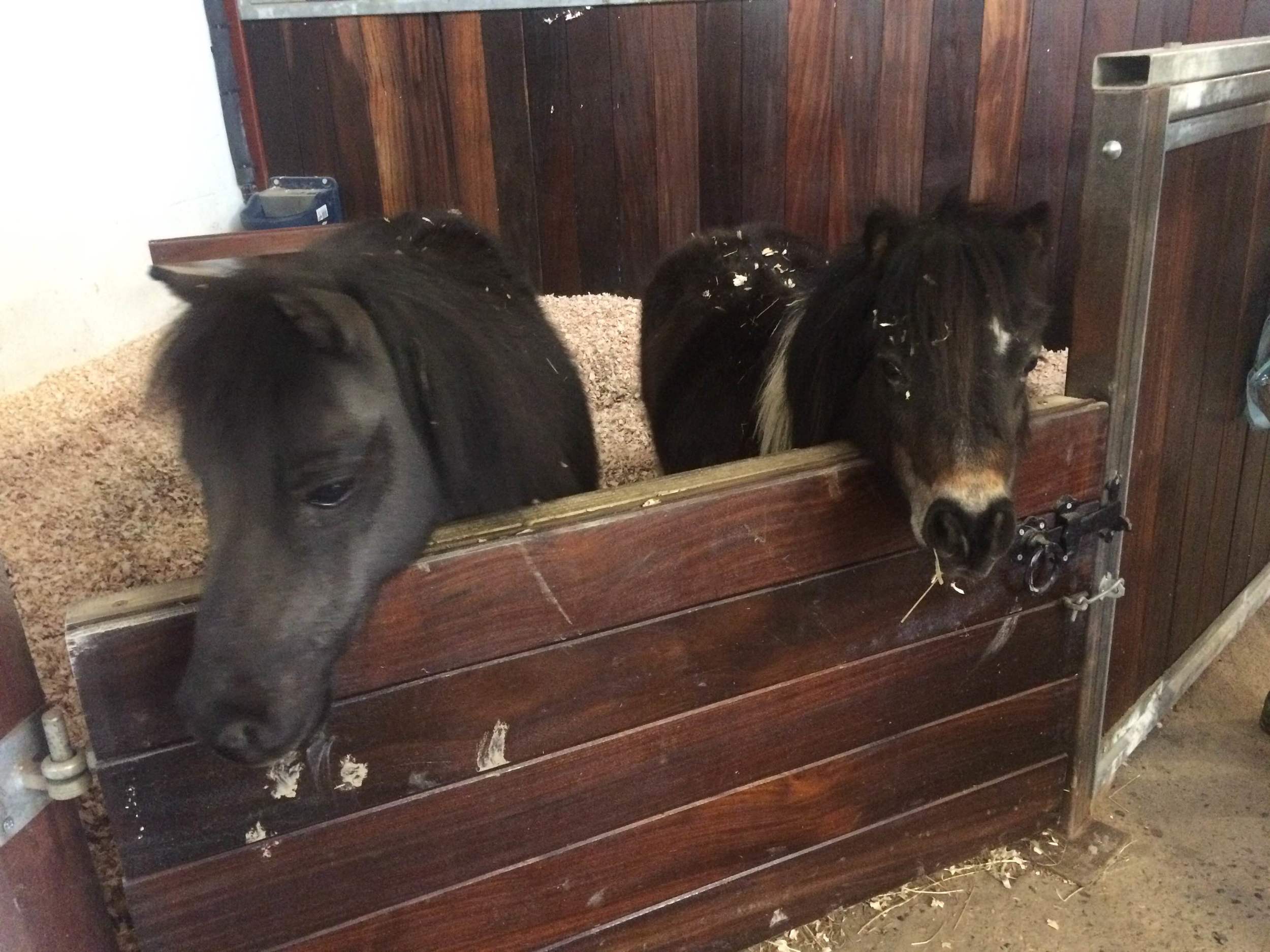 The little guys on the yard, Dexter and Messi
