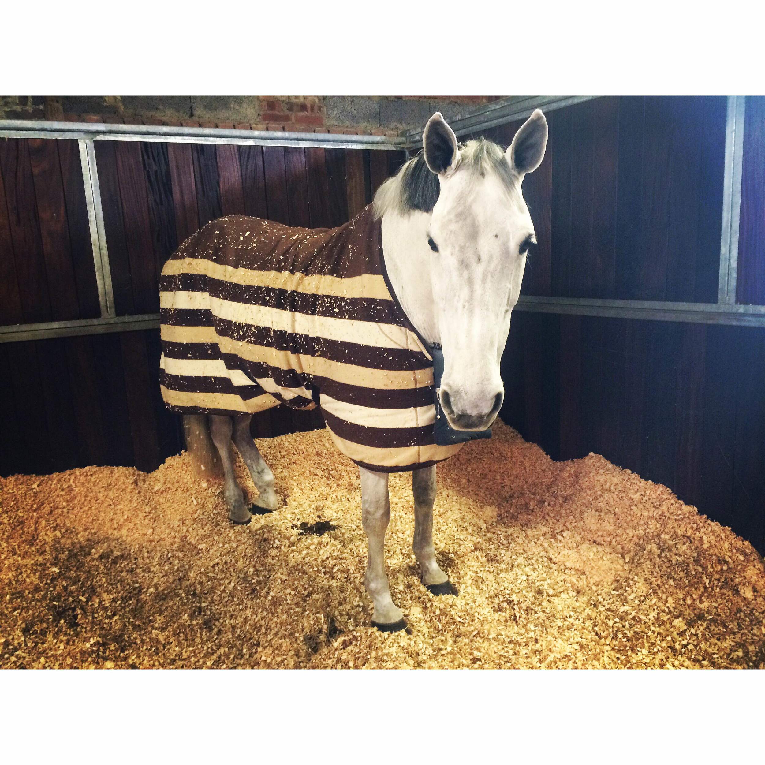 Richi Rich having a lazy day after winning the Puissance of the Year at Olympia the night before