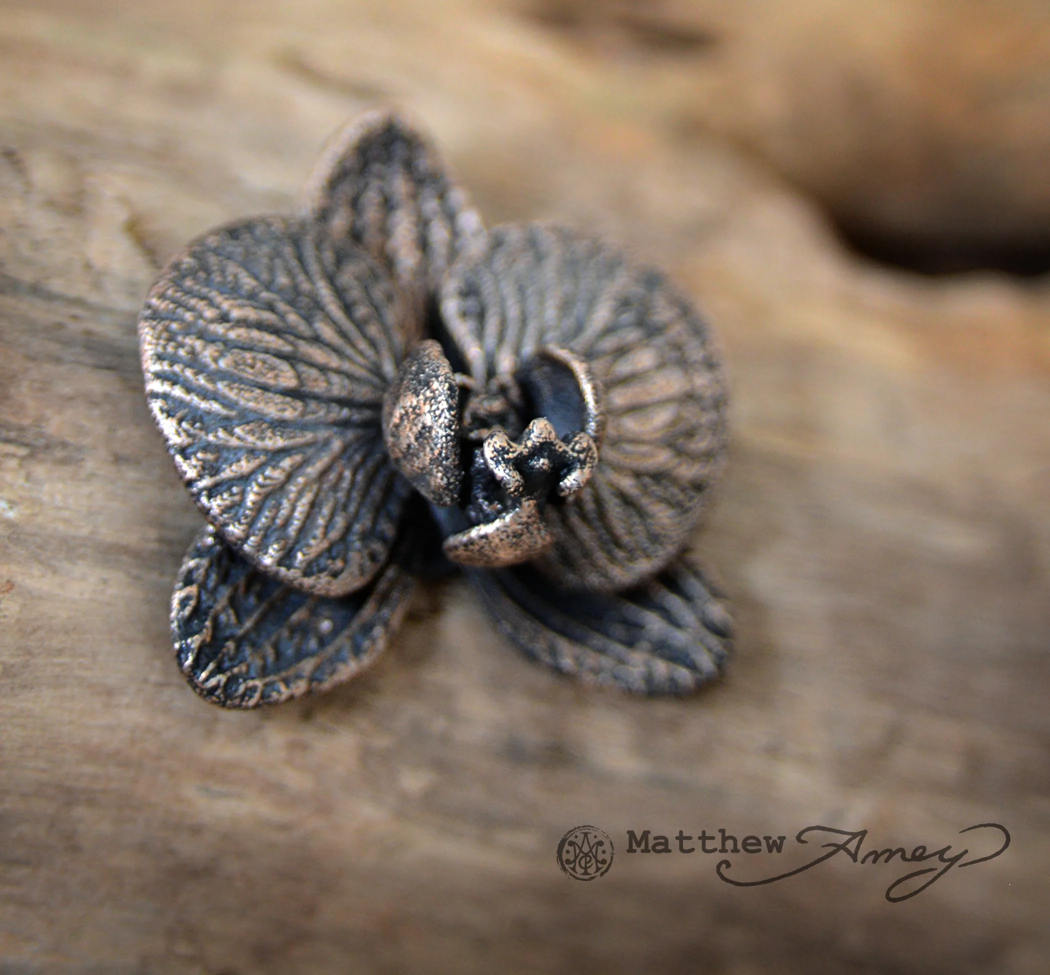 phalaenopsis_steel_01.jpg