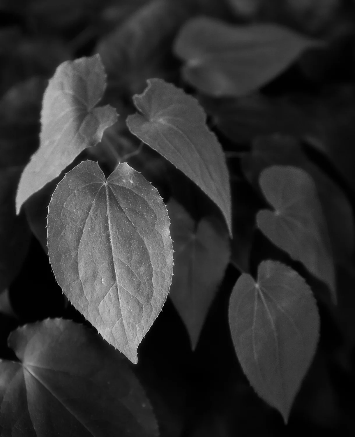 BRAUNE_100529_2408Mcr.jpg