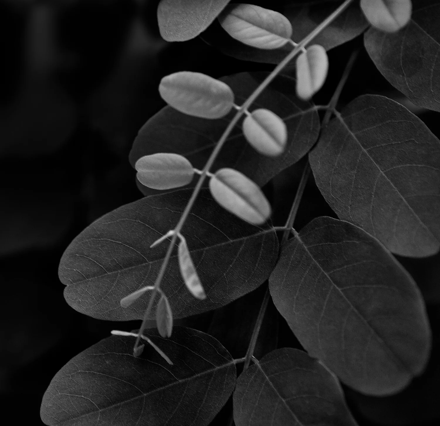 BRAUNE_100619_3094MBWcr.jpg