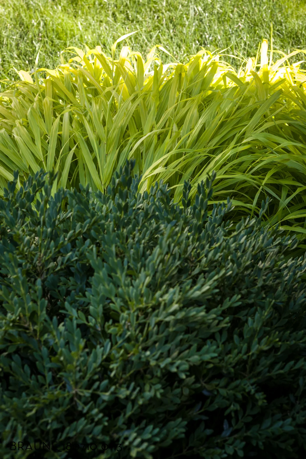 BRAUNE_180710_0113.jpg
