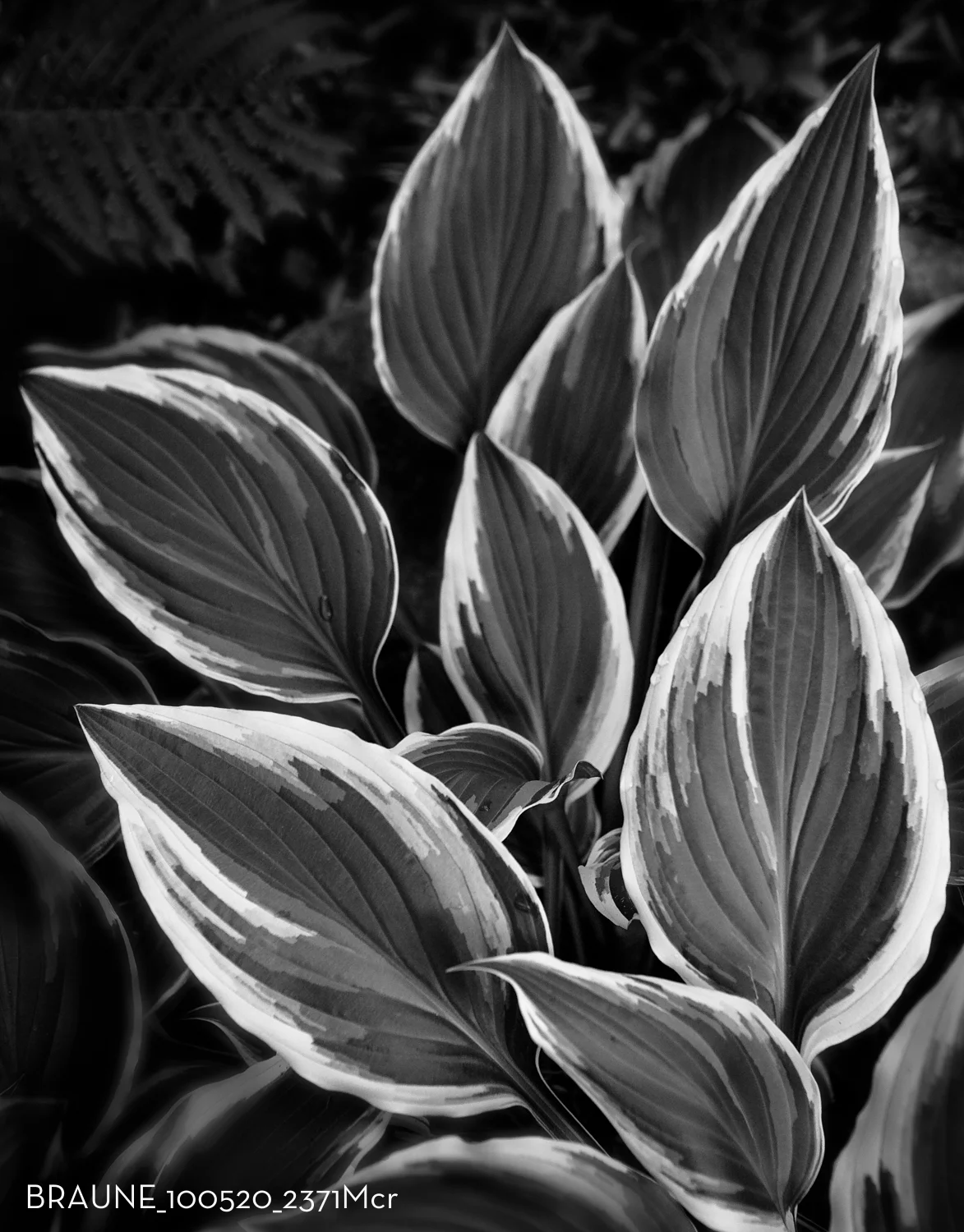 BRAUNE_100520_2371Mcr.jpg