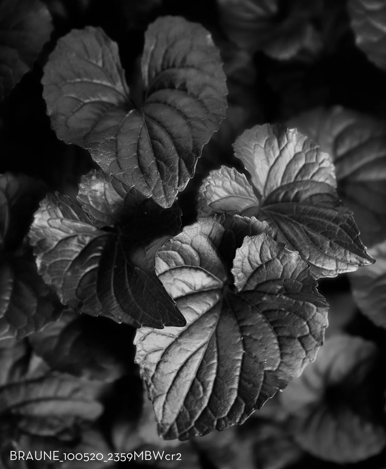 Wild Violets