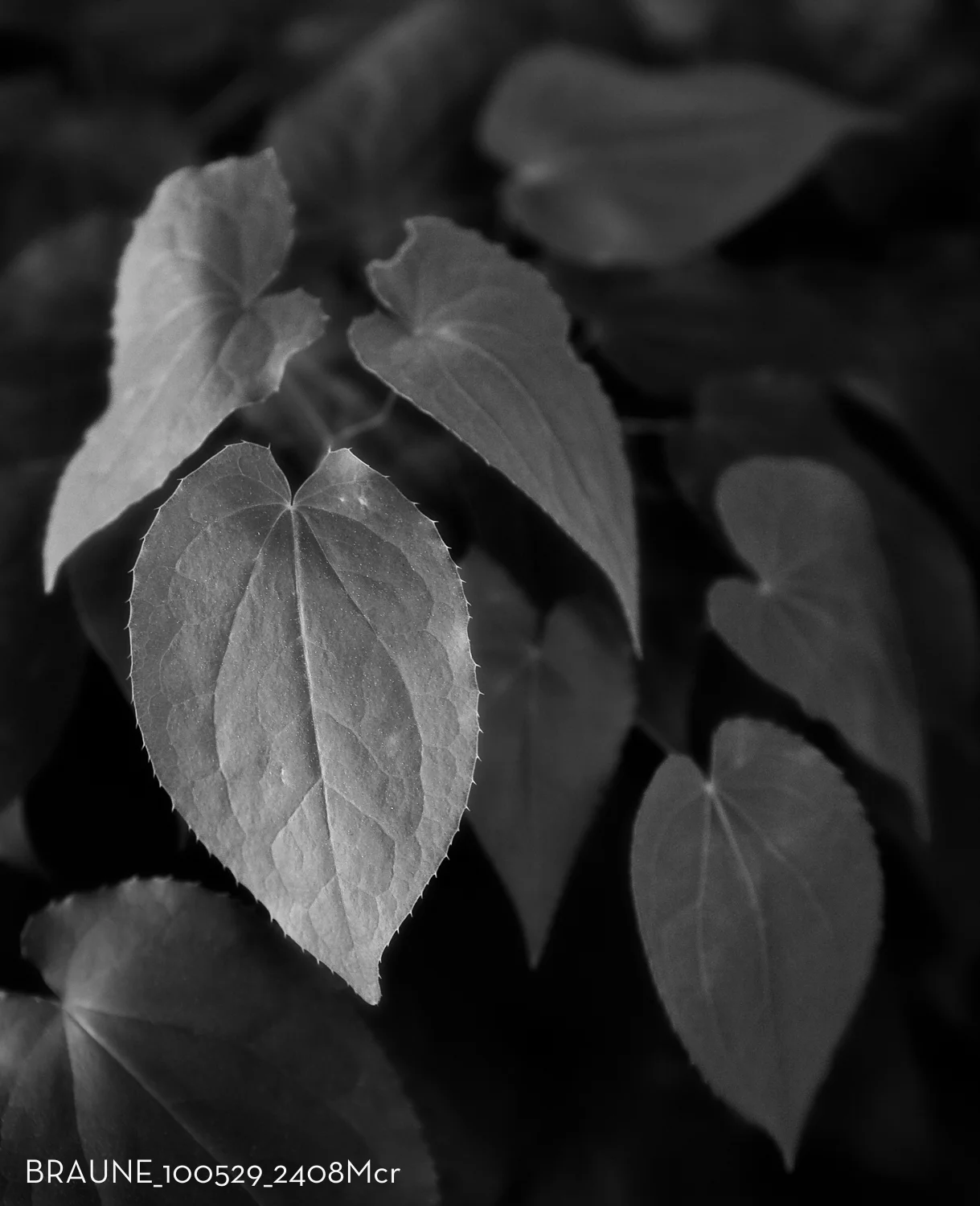 BRAUNE_100529_2408Mcr.jpg