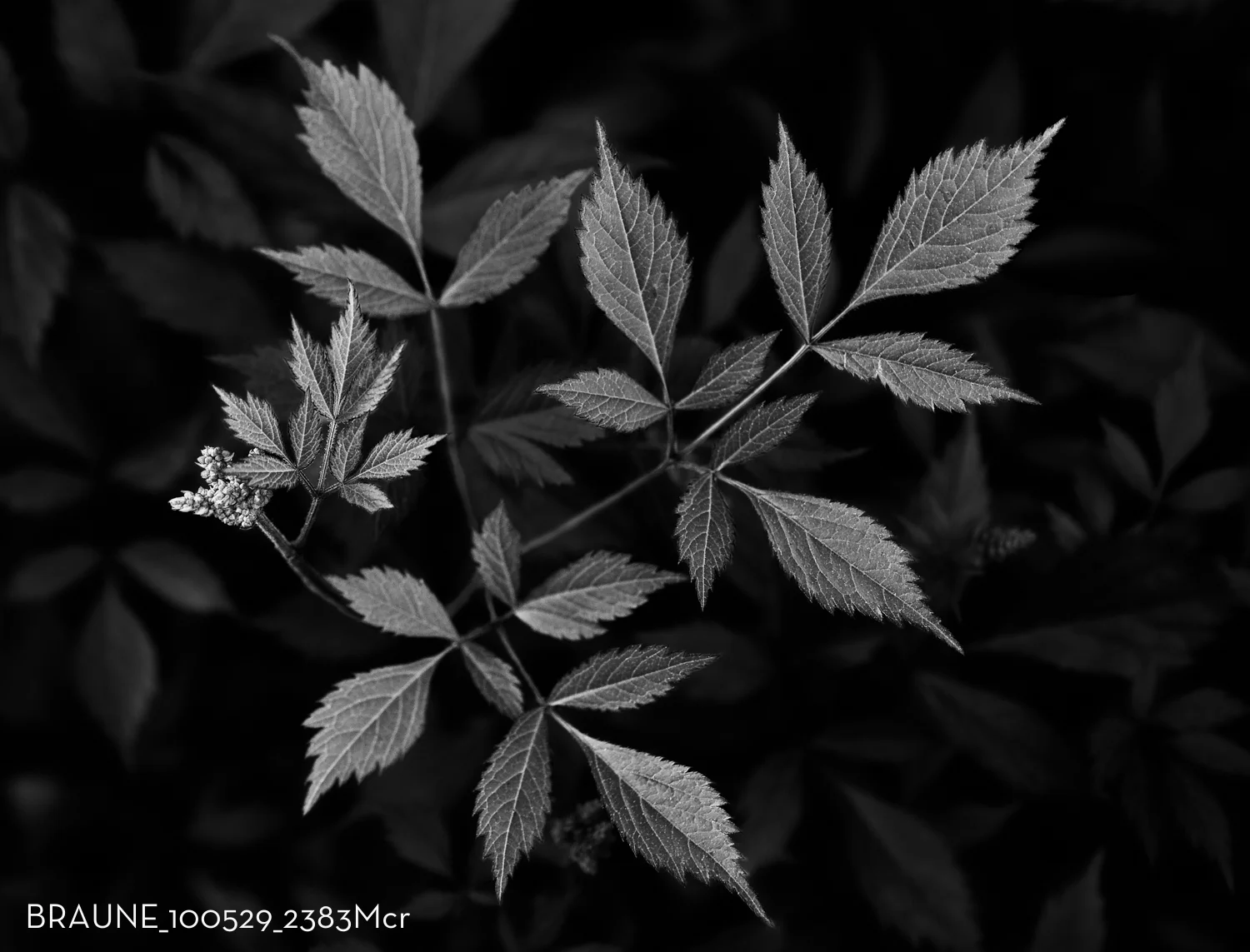 Astilbe