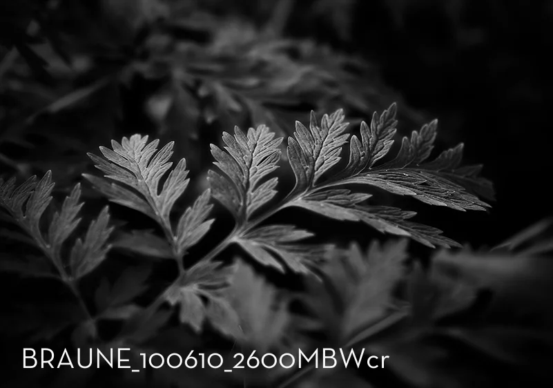 BRAUNE_100610_2600MBWcr.jpg