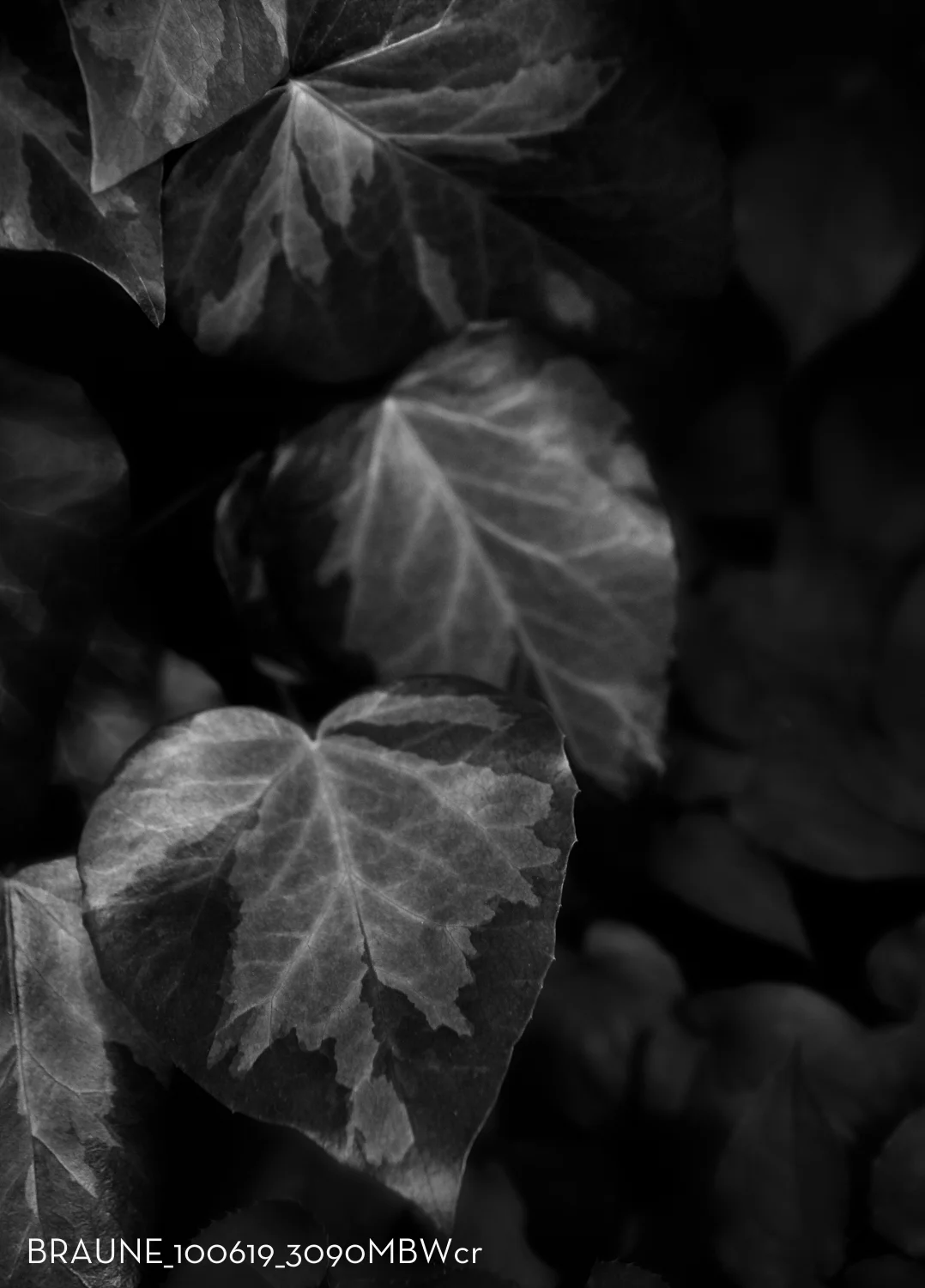 BRAUNE_100619_3090MBWcr.jpg