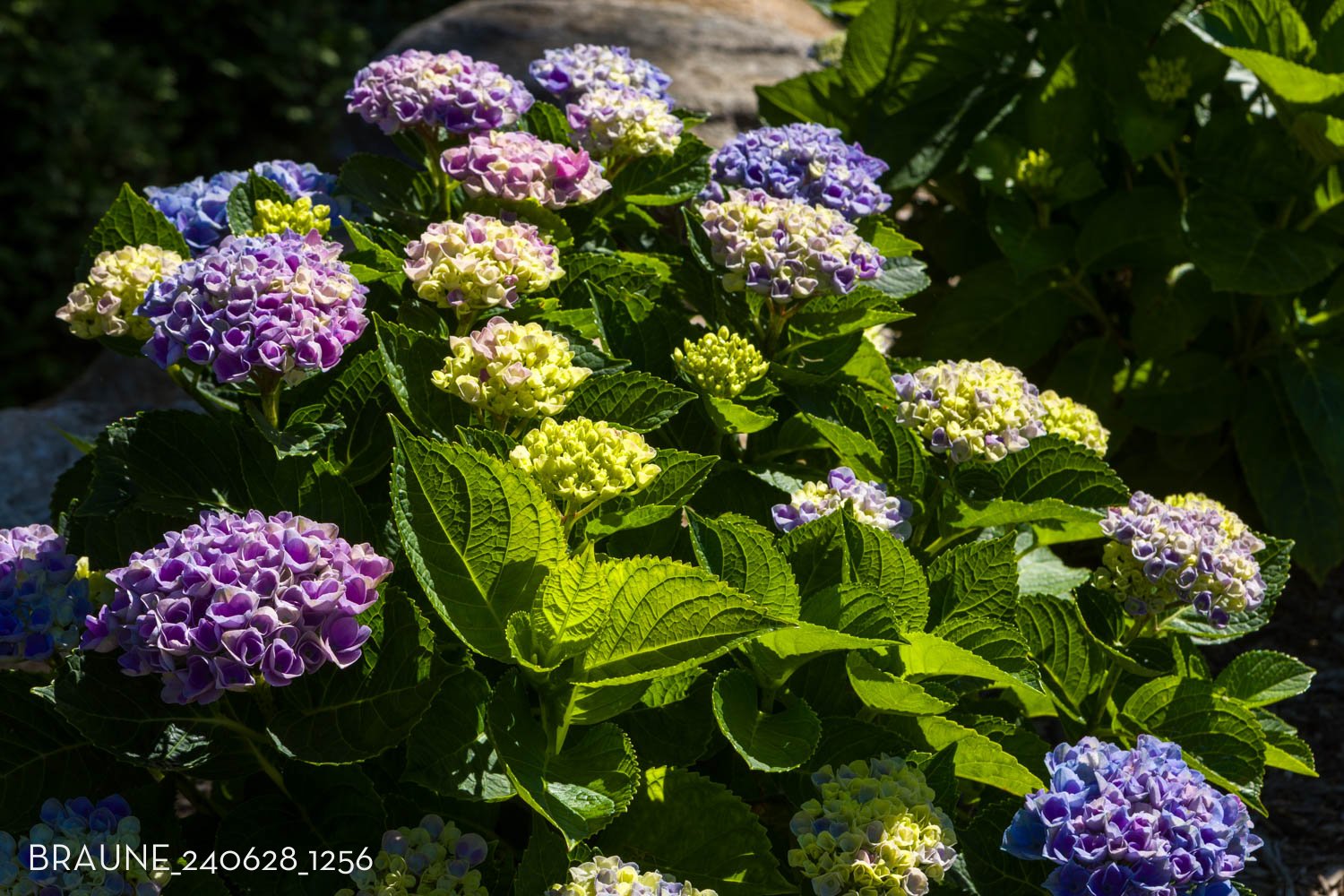 BRAUNE_240628_1256.jpg