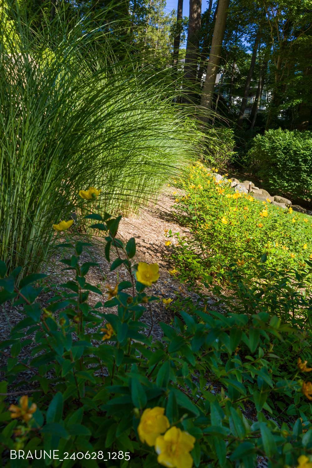 BRAUNE_240628_1285.jpg