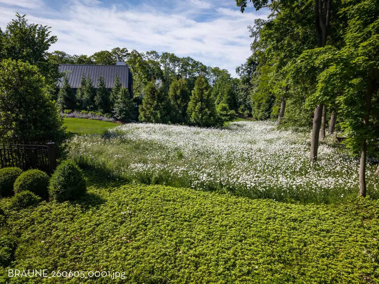 BRAUNE_260605_0001.jpg