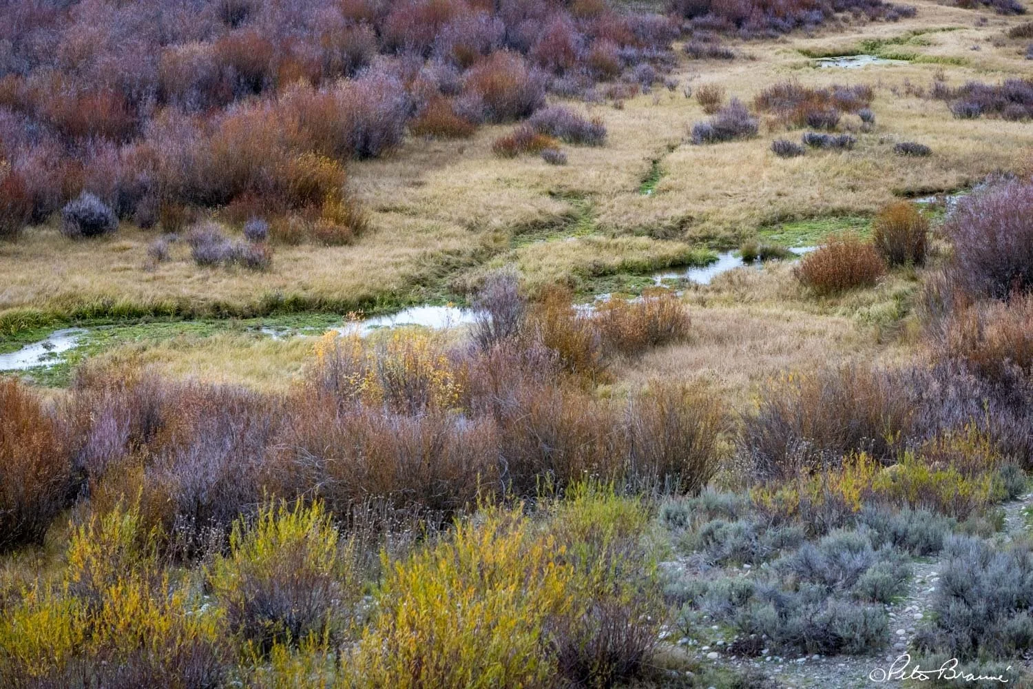 BRAUNE_261009_3125.jpg