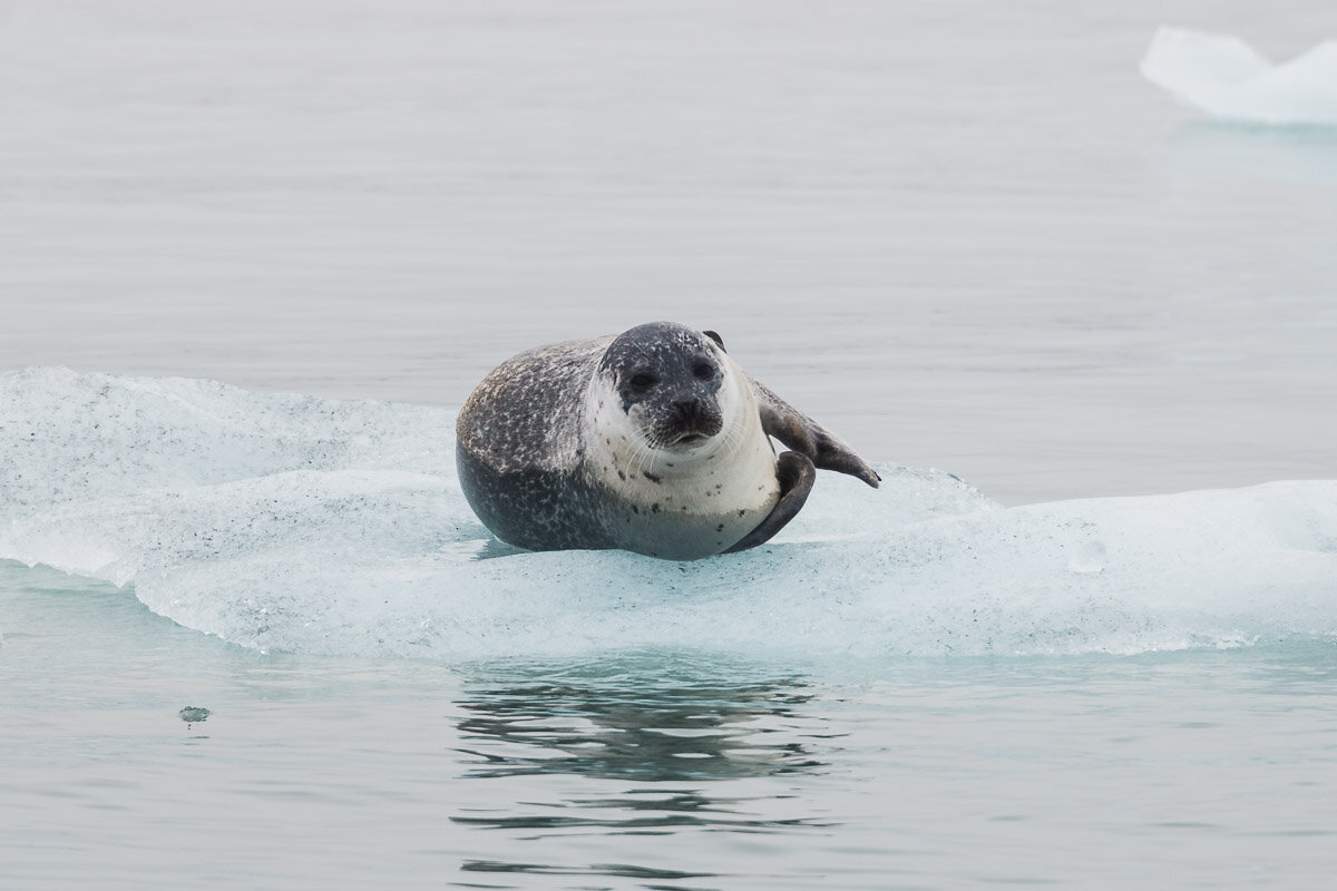 Seal chilling on an iceberg at Jökulsárlón Glacier Lagoon, Iceland.jpg